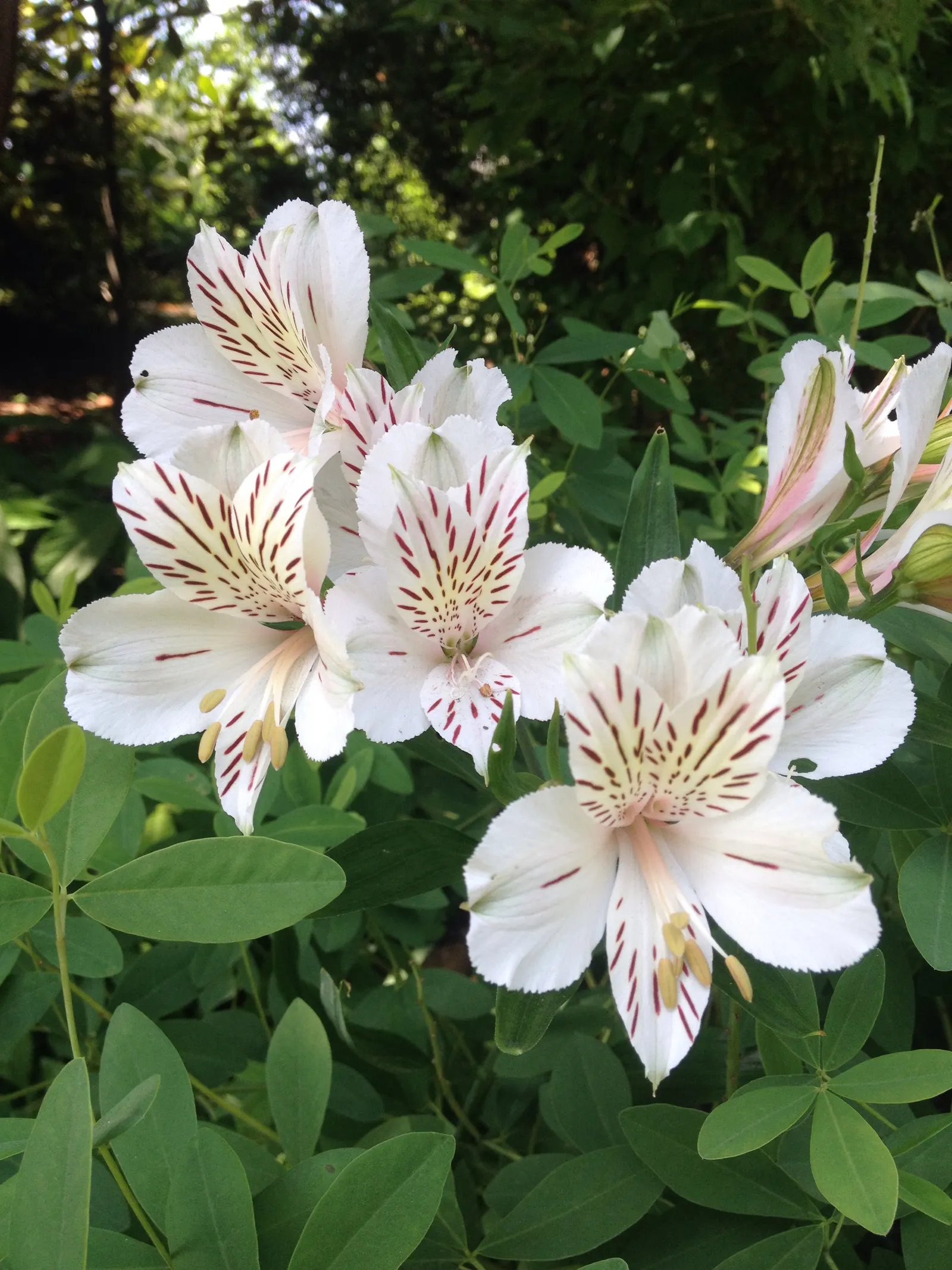 Peruvian Lily (Alstroemeria Casablanca) — The Alstroemeria 'Casablanca,' commonly known as Peruvian Lily