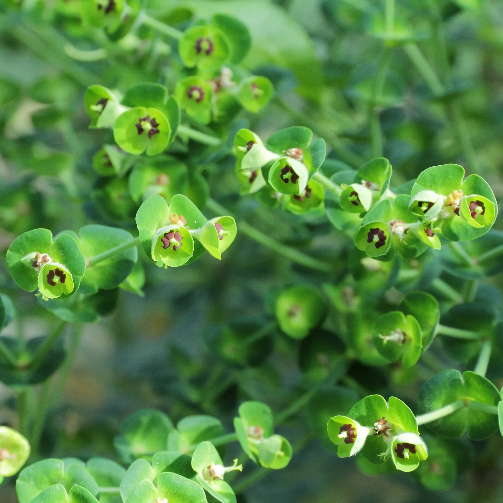 Yellow Bush Spurge (Euphorbia Characias Wulfenii) — It reaches up to 4 feet in height and spreads around 3 feet, providing a robust, architectural form