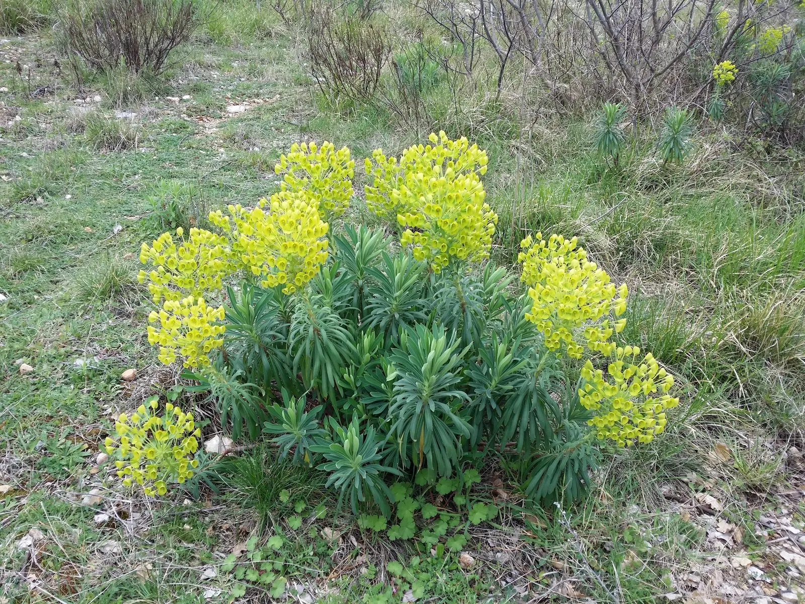 Yellow Bush Spurge (Euphorbia Characias Wulfenii) — green and yellow flowers in the garden
