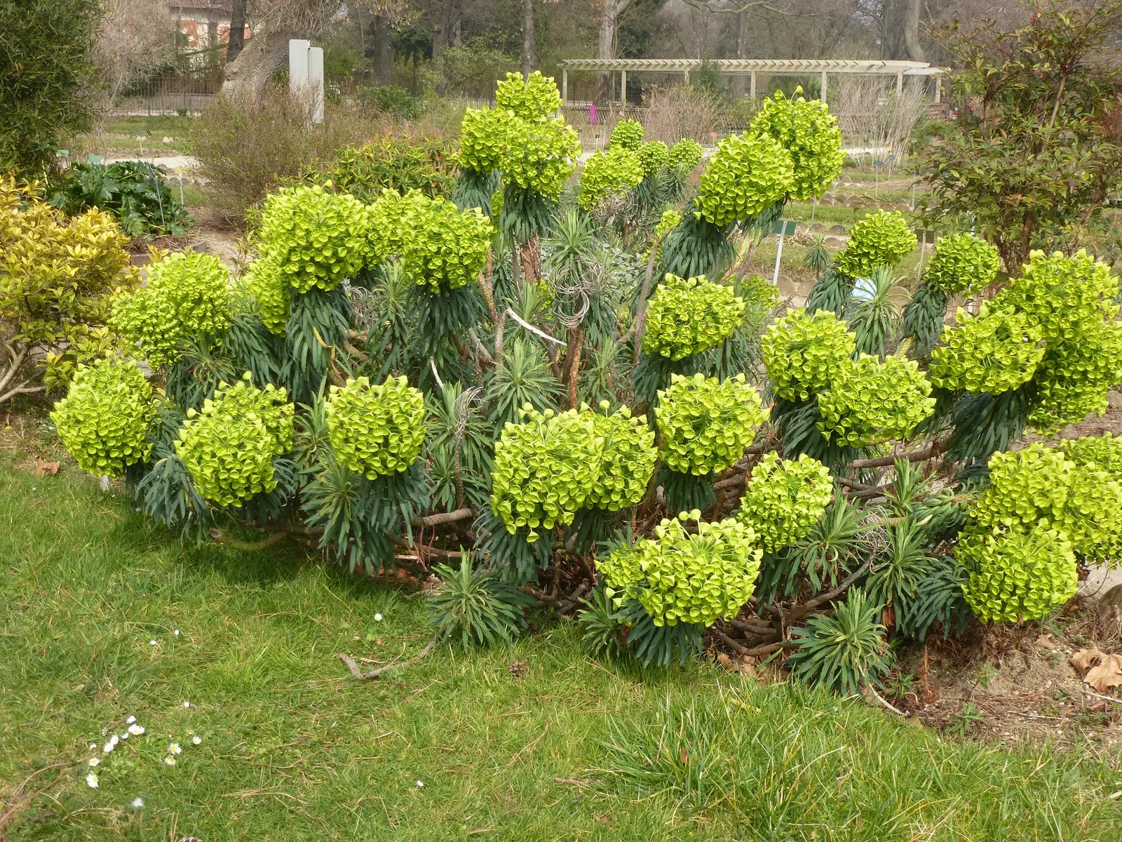Yellow Bush Spurge (Euphorbia Characias Wulfenii) — perennial for full or half