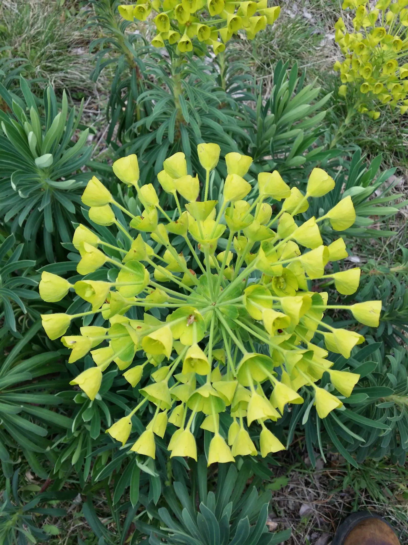 Yellow Bush Spurge (Euphorbia Characias Wulfenii) — it thrives in well-drained soils; and Mediterranean-style gardens