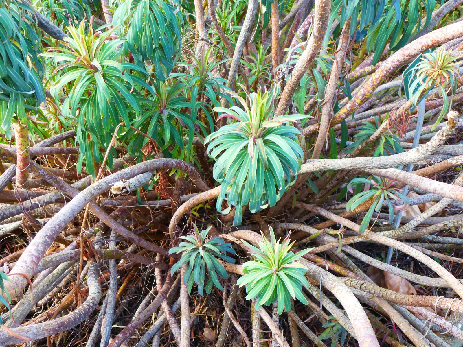 Yellow Bush Spurge (Euphorbia Characias Wulfenii) — its upright growth habit and evergreen nature make it a year-round asset in any landscape design