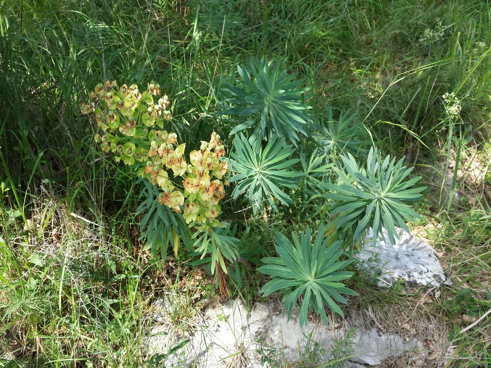 Yellow Bush Spurge (Euphorbia Characias Wulfenii) — is an evergreen perennial esteemed for its striking chartreuse blooms in spring; distinctive for its