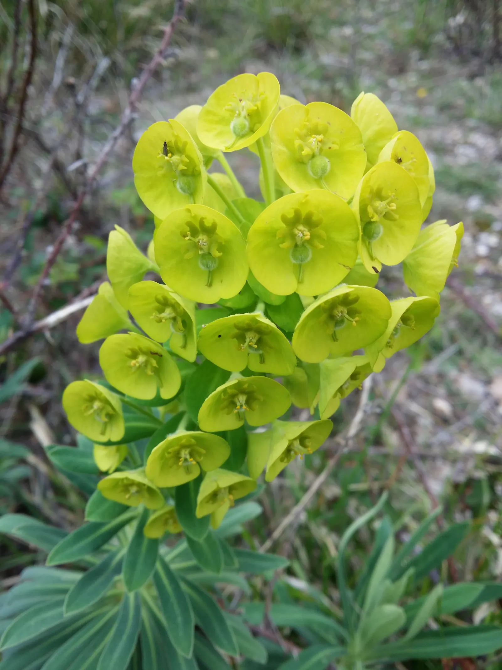 Yellow Bush Spurge (Euphorbia Characias Wulfenii) — No significant pest or disease issues mar its beauty, but good drainage is pivotal to prevent root rot