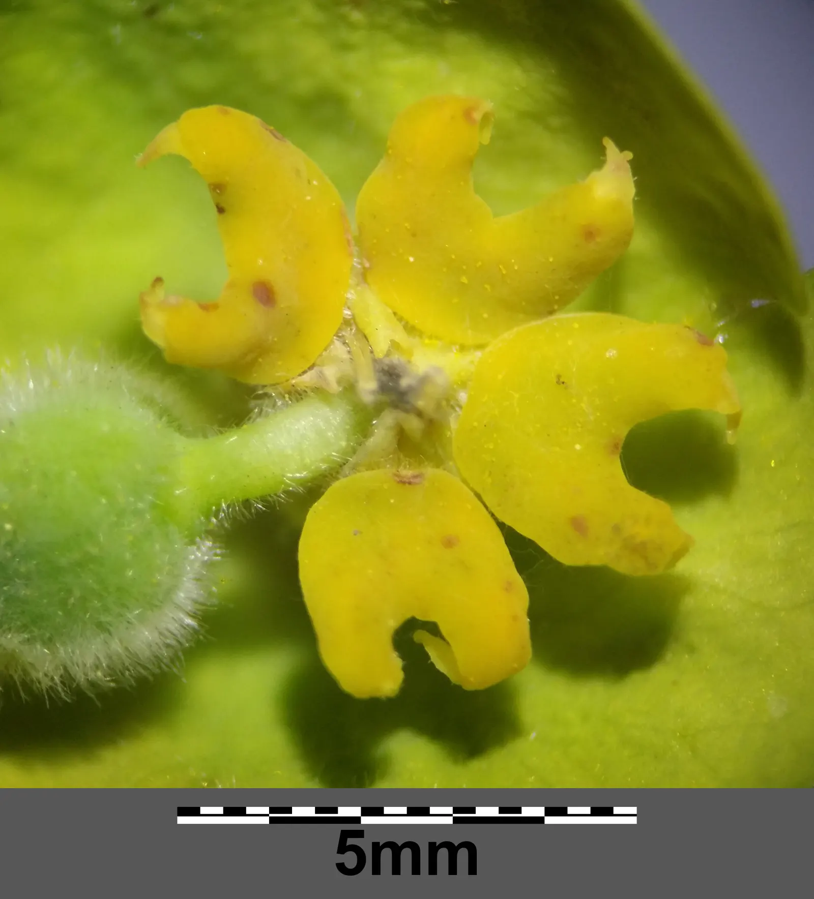 Yellow Bush Spurge (Euphorbia Characias Wulfenii) — Distinctive for its drought tolerance