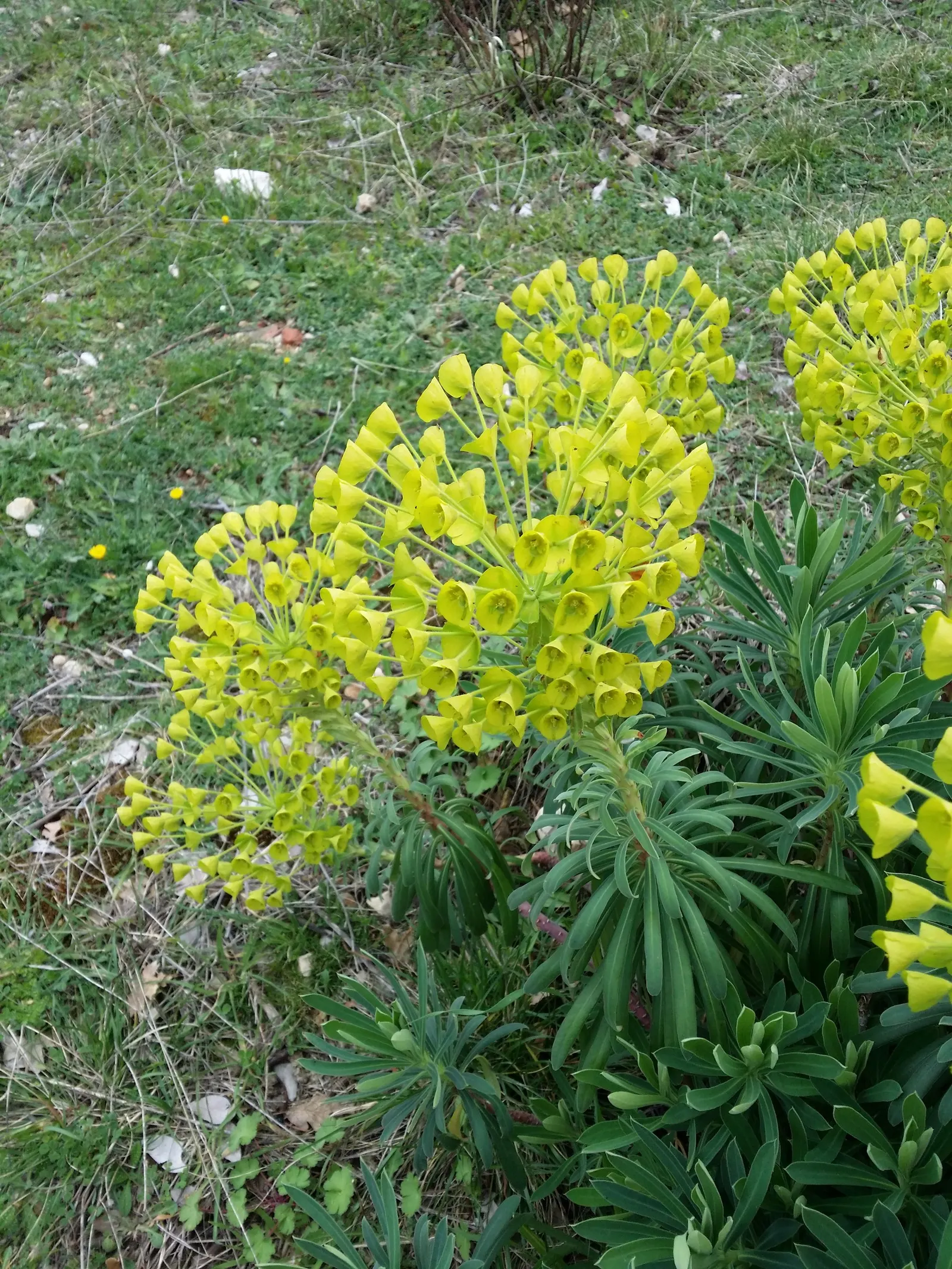 Yellow Bush Spurge (Euphorbia Characias Wulfenii) — so placement should be thoughtfully considered away from areas of high human or pet traffic