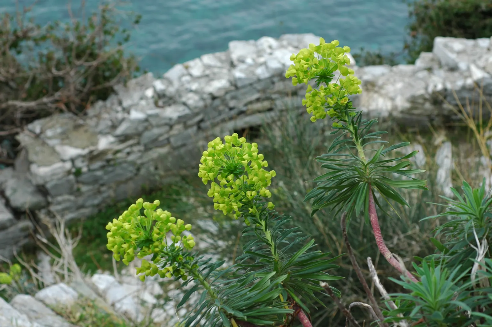 Yellow Bush Spurge (Euphorbia Characias Wulfenii) — As a robust Mediterranean native