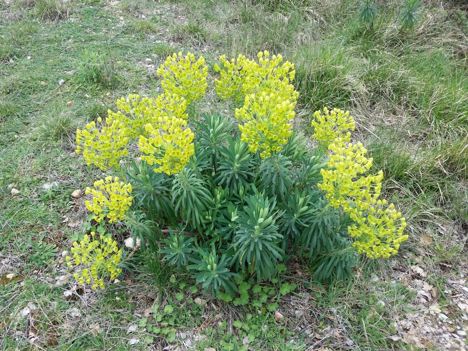Yellow Bush Spurge (Euphorbia Characias Wulfenii) — and handling should be done with gloves.<br><br>Blooming occurs from late winter to early spring