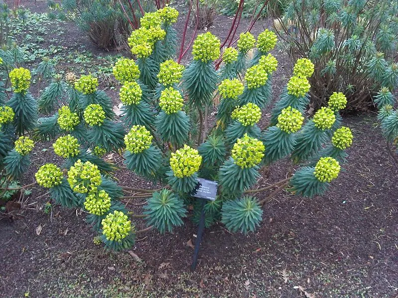 Yellow Bush Spurge (Euphorbia Characias Wulfenii) — blue-green leaves are arranged in a spiral formation along stout stems