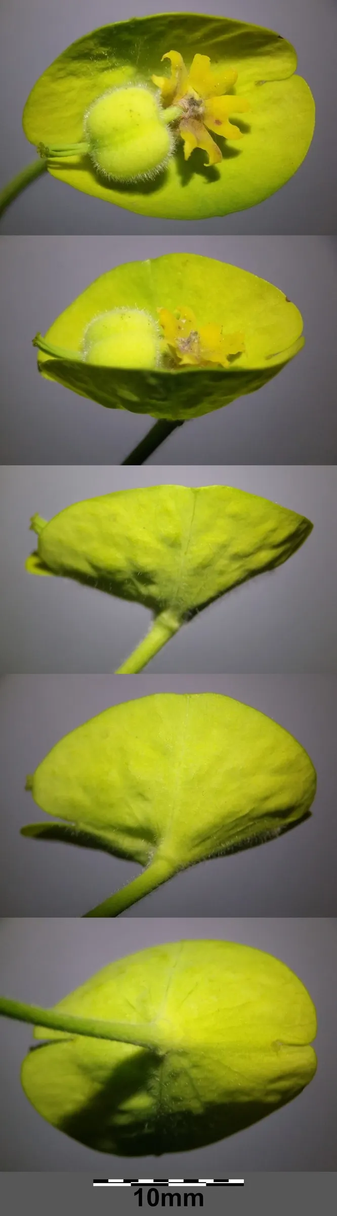 Yellow Bush Spurge (Euphorbia Characias Wulfenii) — scientifically known as Euphorbia characias wulfenii