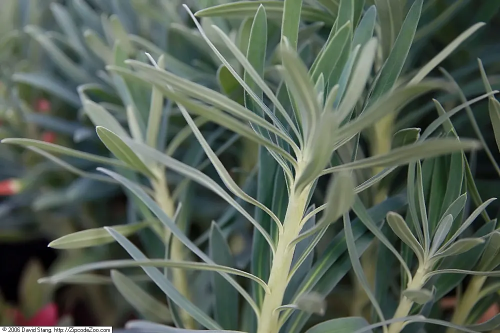 Yellow Bush Spurge (Euphorbia Characias Wulfenii) — and Mediterranean-style gardens; blue-green leaves are arranged in a spiral formation along stout stems