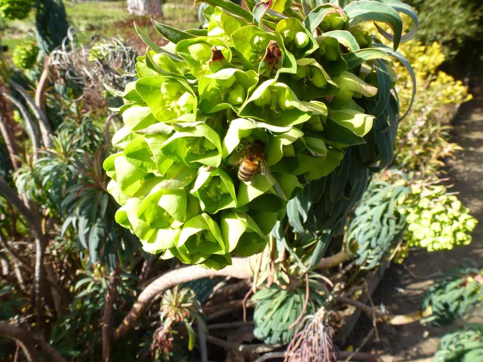 Yellow Bush Spurge (Euphorbia Characias Wulfenii) — with flower bracts persisting well into the summer