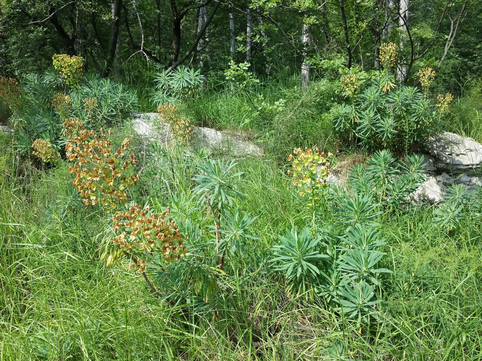 Yellow Bush Spurge (Euphorbia Characias Wulfenii) — perennial with green and yellow blooms
