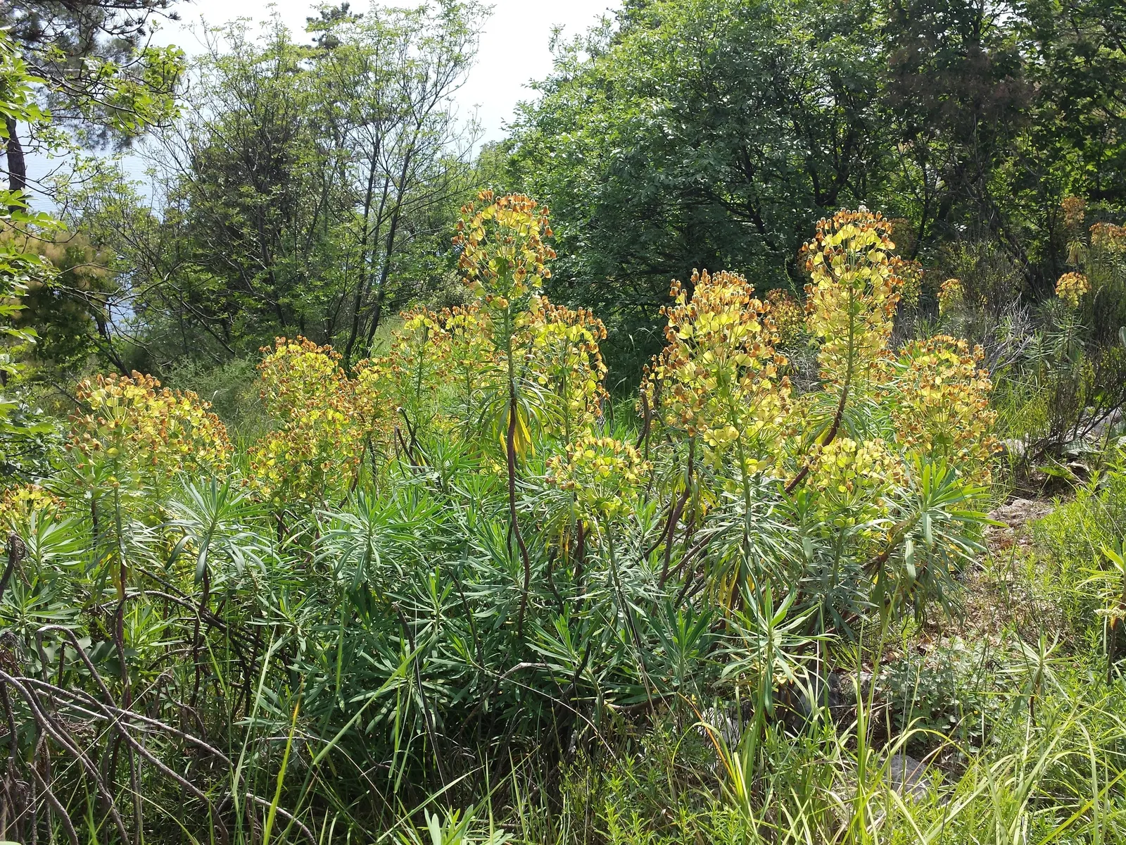 Yellow Bush Spurge (Euphorbia Characias Wulfenii) — stands out as a vibrant and structural perennial