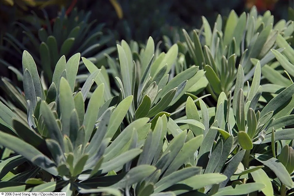 Yellow Bush Spurge (Euphorbia Characias Wulfenii) — sustainable landscape design
