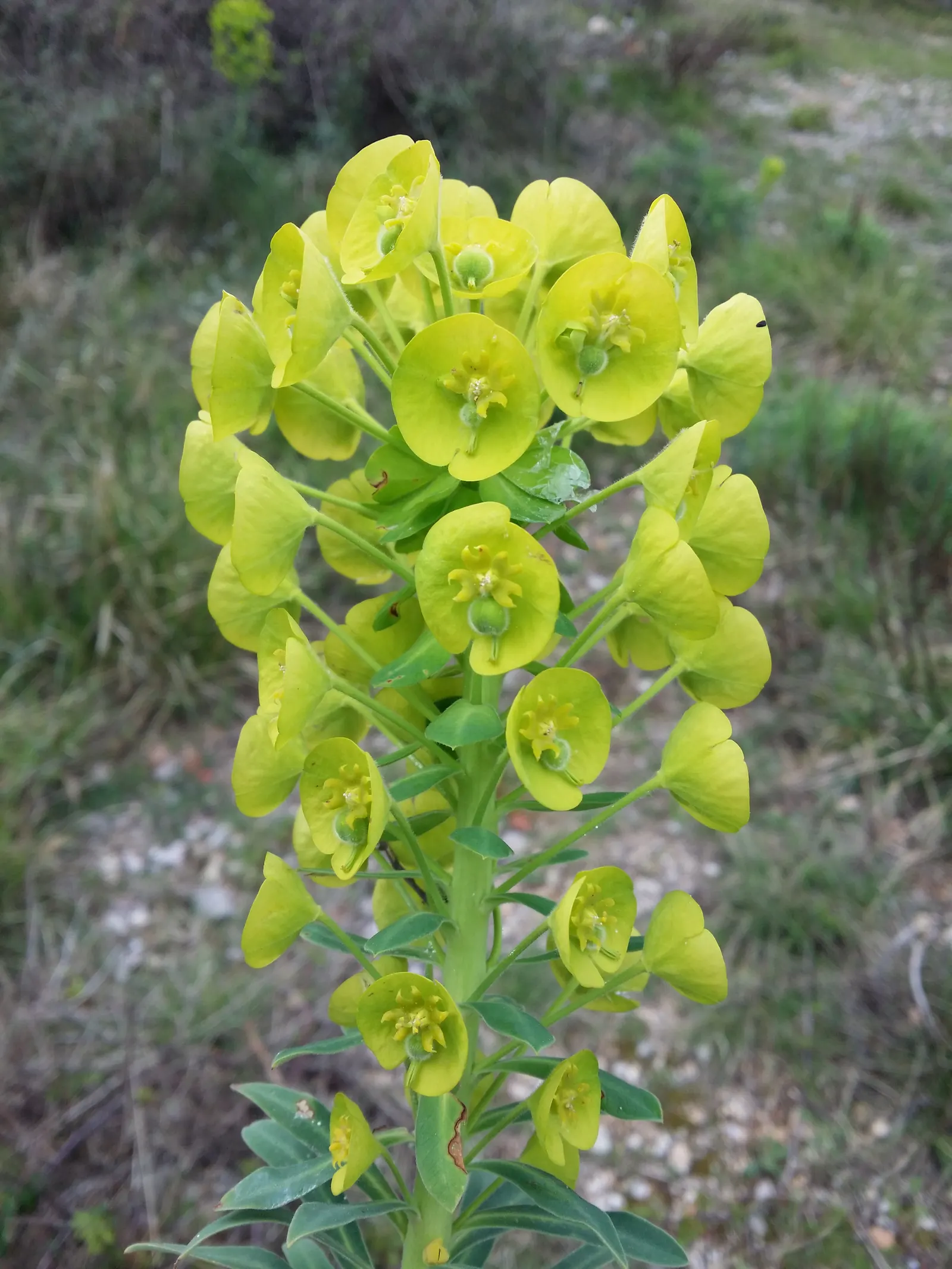 Yellow Bush Spurge (Euphorbia Characias Wulfenii) — Distinctive for its drought tolerance; perennial with green and yellow blooms