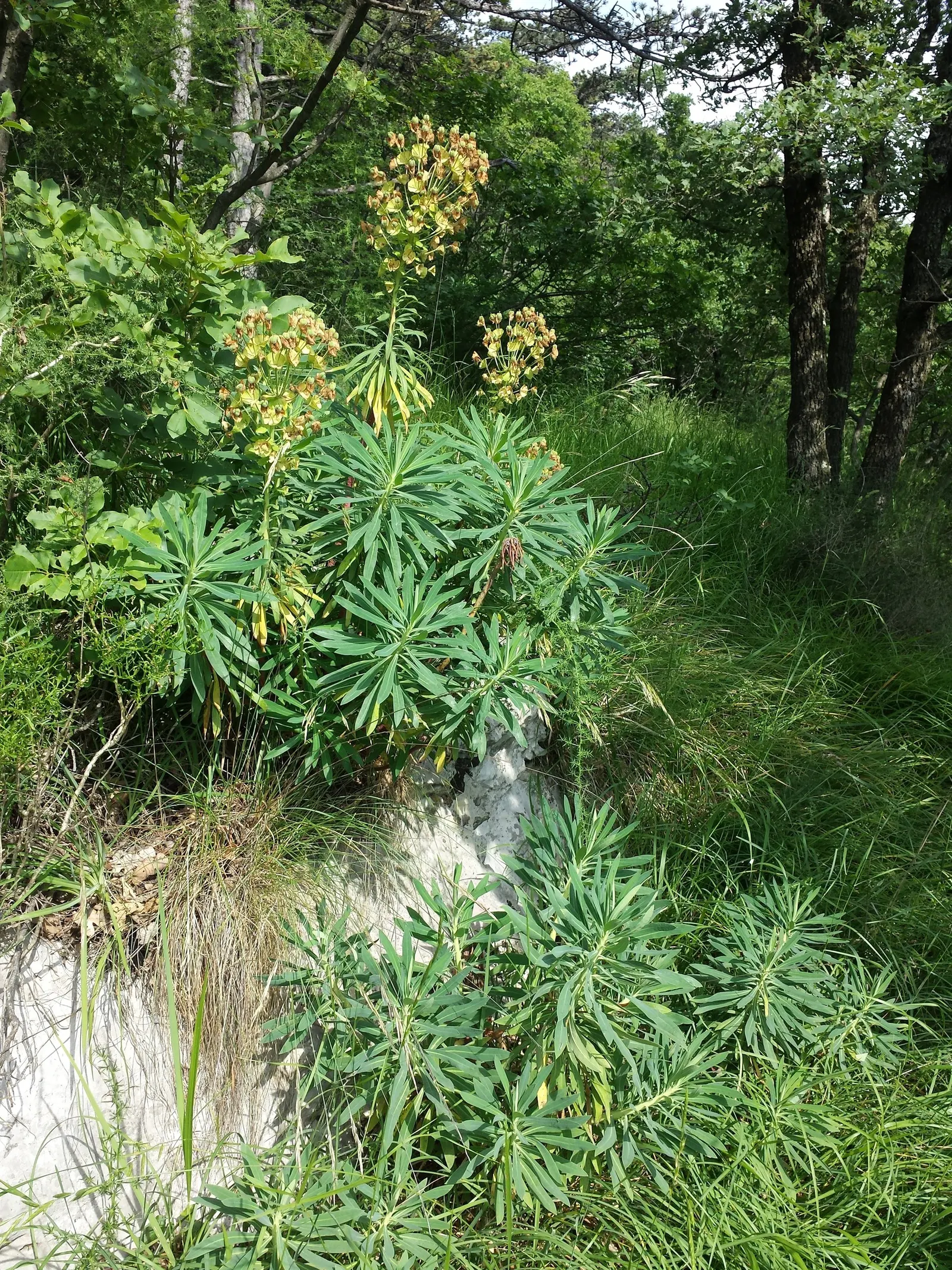 Yellow Bush Spurge (Euphorbia Characias Wulfenii) — offering a long season of visual interest