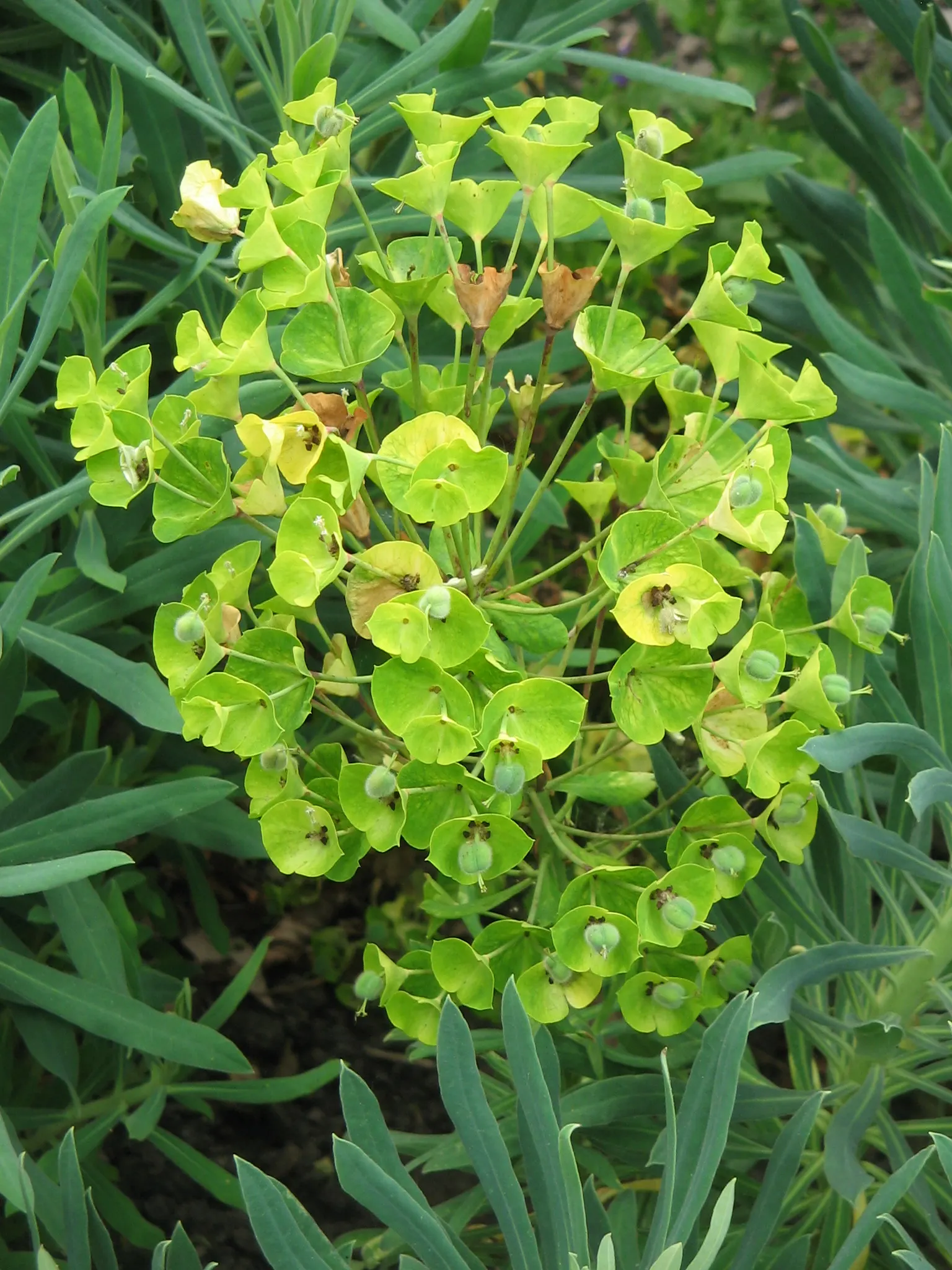 Yellow Bush Spurge (Euphorbia Characias Wulfenii) — is an evergreen perennial esteemed for its striking chartreuse blooms in spring