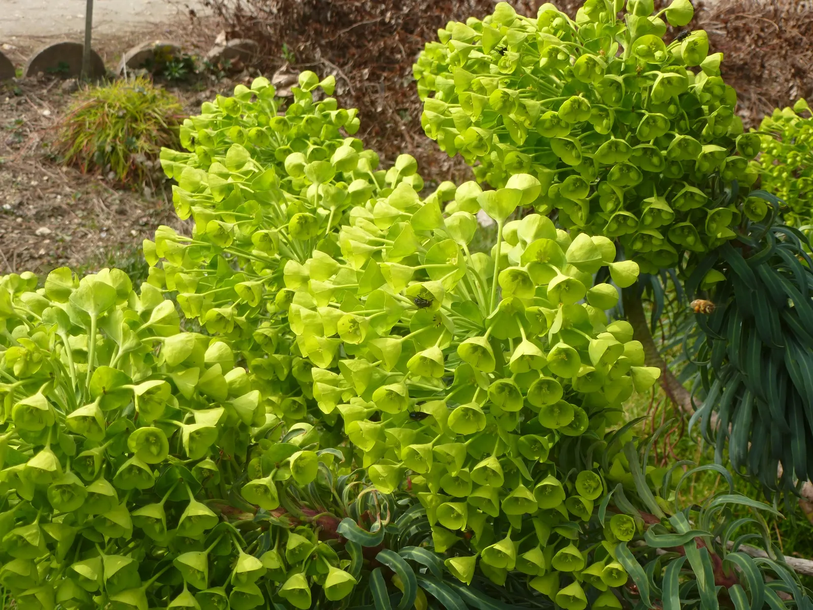 Yellow Bush Spurge (Euphorbia Characias Wulfenii) — and Mediterranean-style gardens
