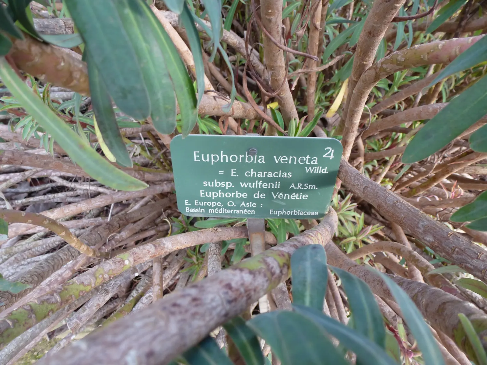 Yellow Bush Spurge (Euphorbia Characias Wulfenii) — it thrives in well-drained soils