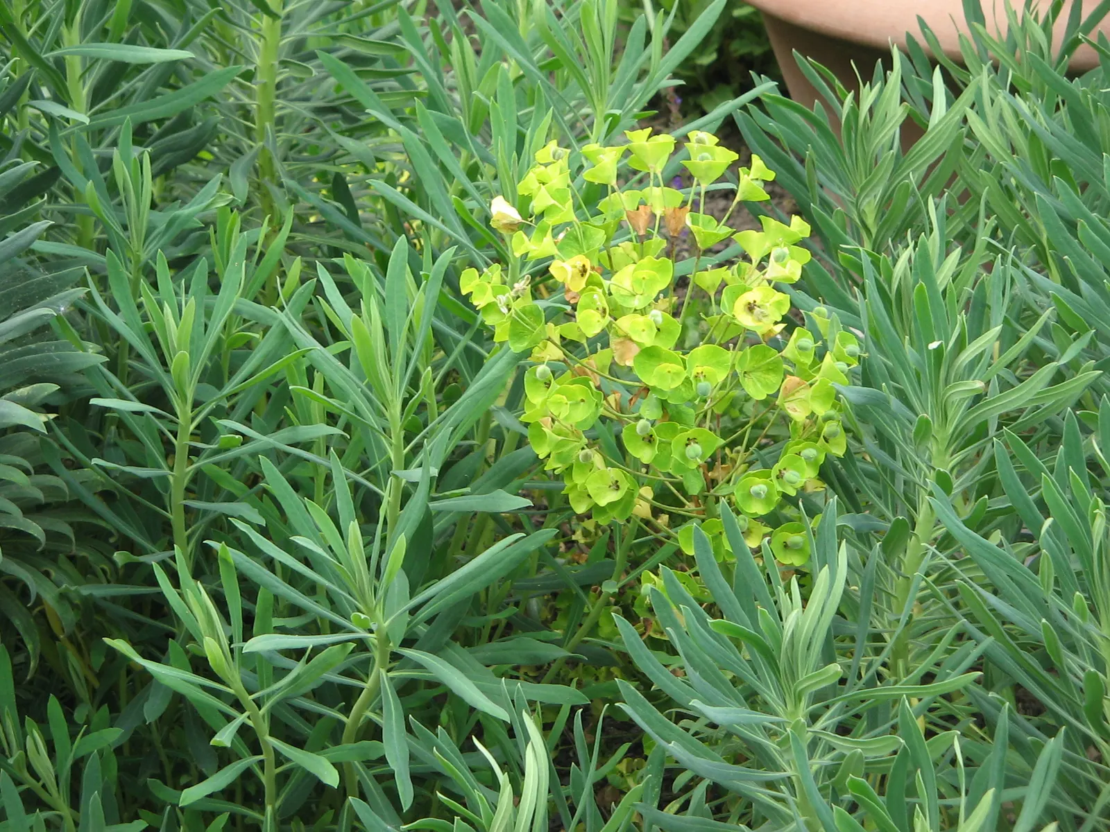 Yellow Bush Spurge (Euphorbia Characias Wulfenii) — Preferring full sun to partial shade, it suits USDA zones 7-10