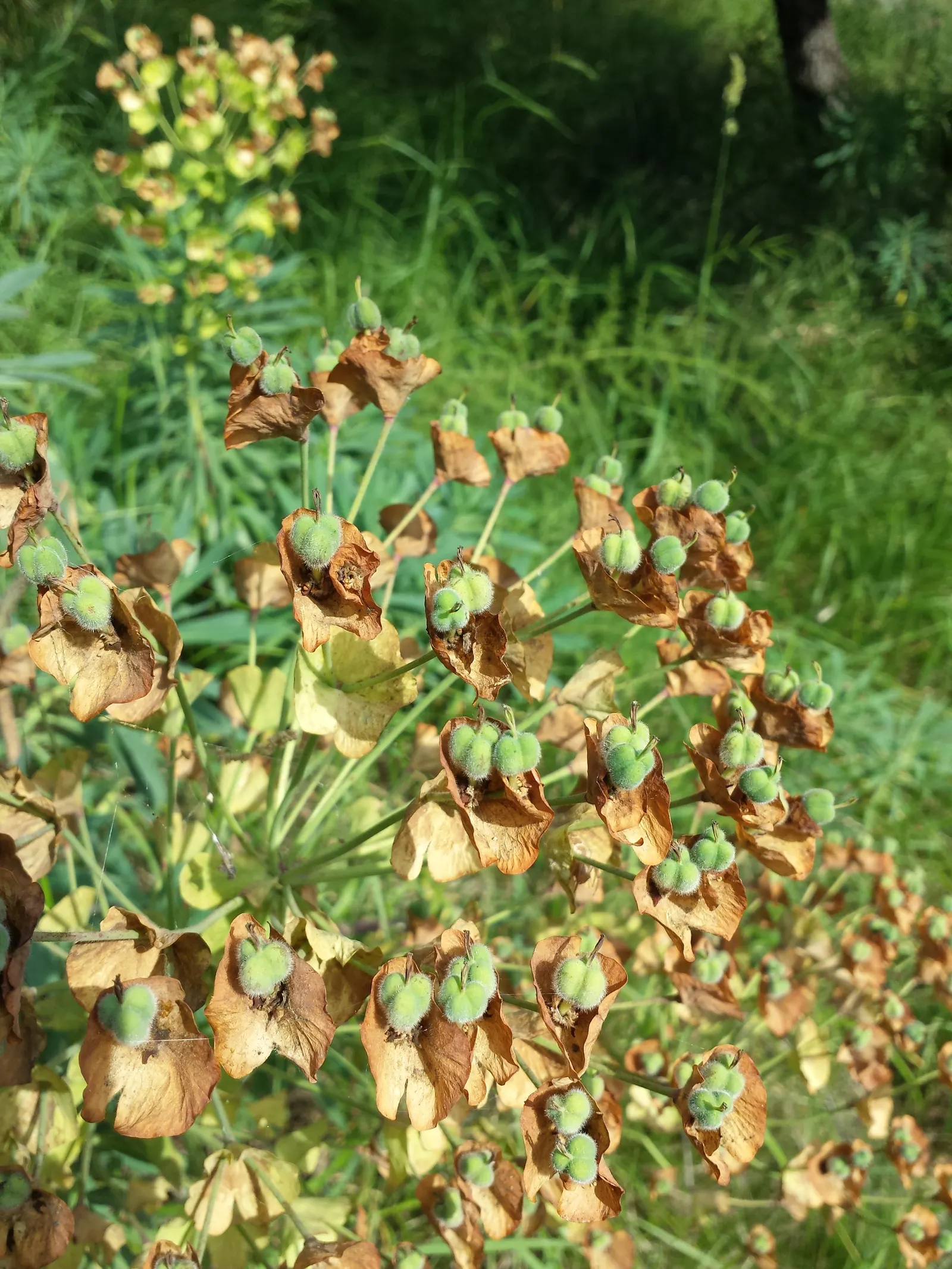 Yellow Bush Spurge (Euphorbia Characias Wulfenii) — It reaches up to 4 feet in height and spreads around 3 feet, providing a robust, architectural form; this