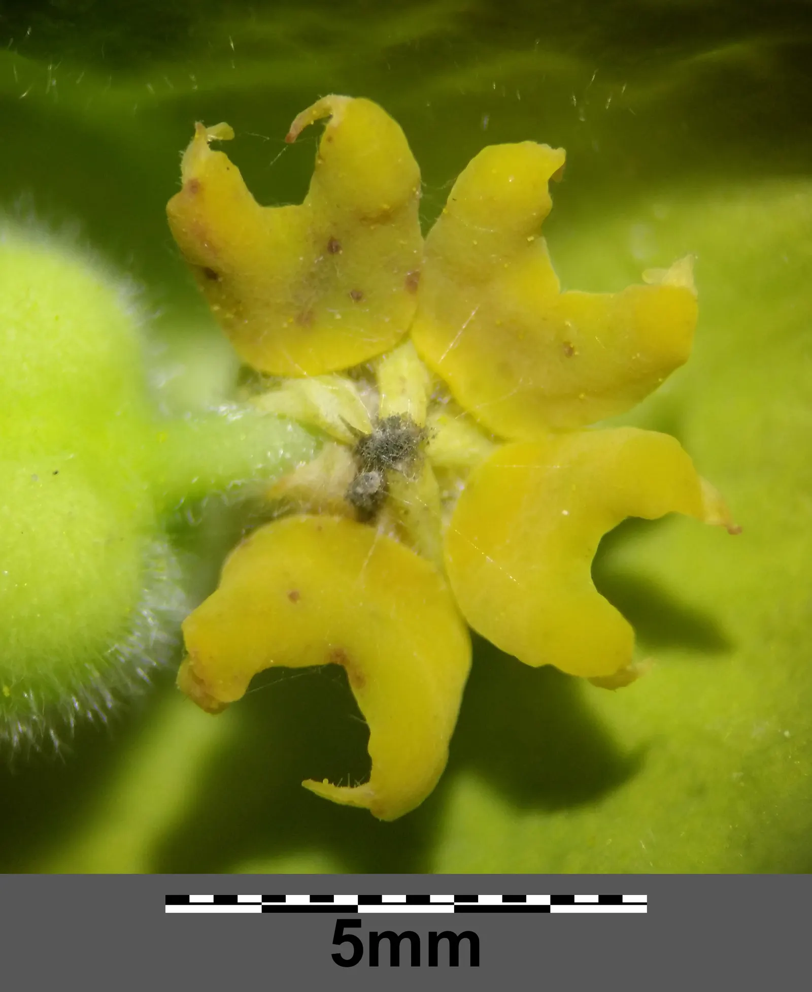 Yellow Bush Spurge (Euphorbia Characias Wulfenii) — this Euphorbia variety flourishes in USDA hardiness zones 7 through 10