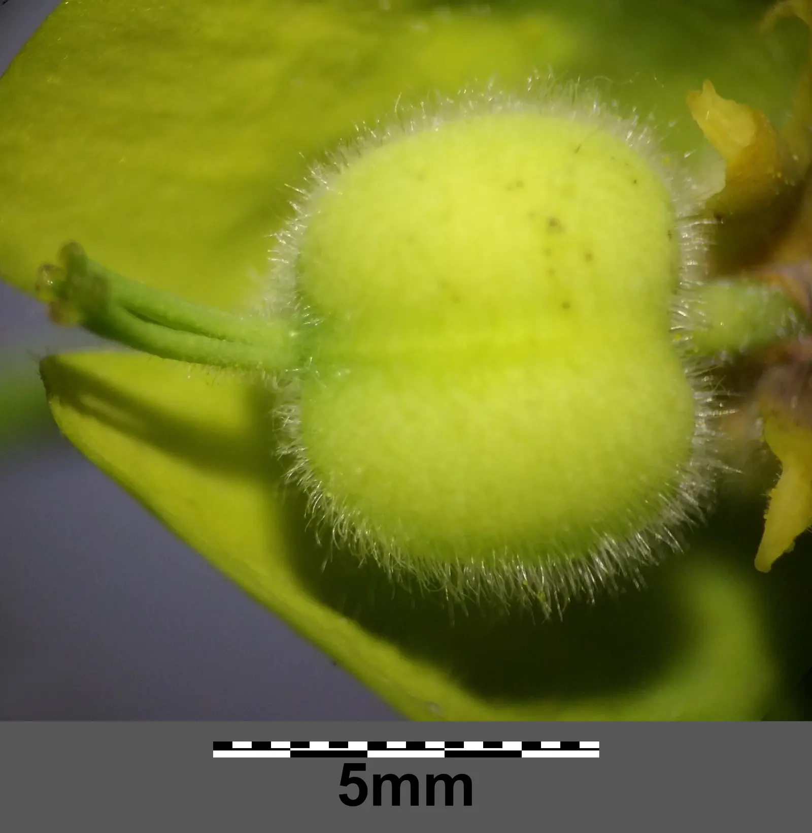 Yellow Bush Spurge (Euphorbia Characias Wulfenii) — is toxic and can cause skin irritation