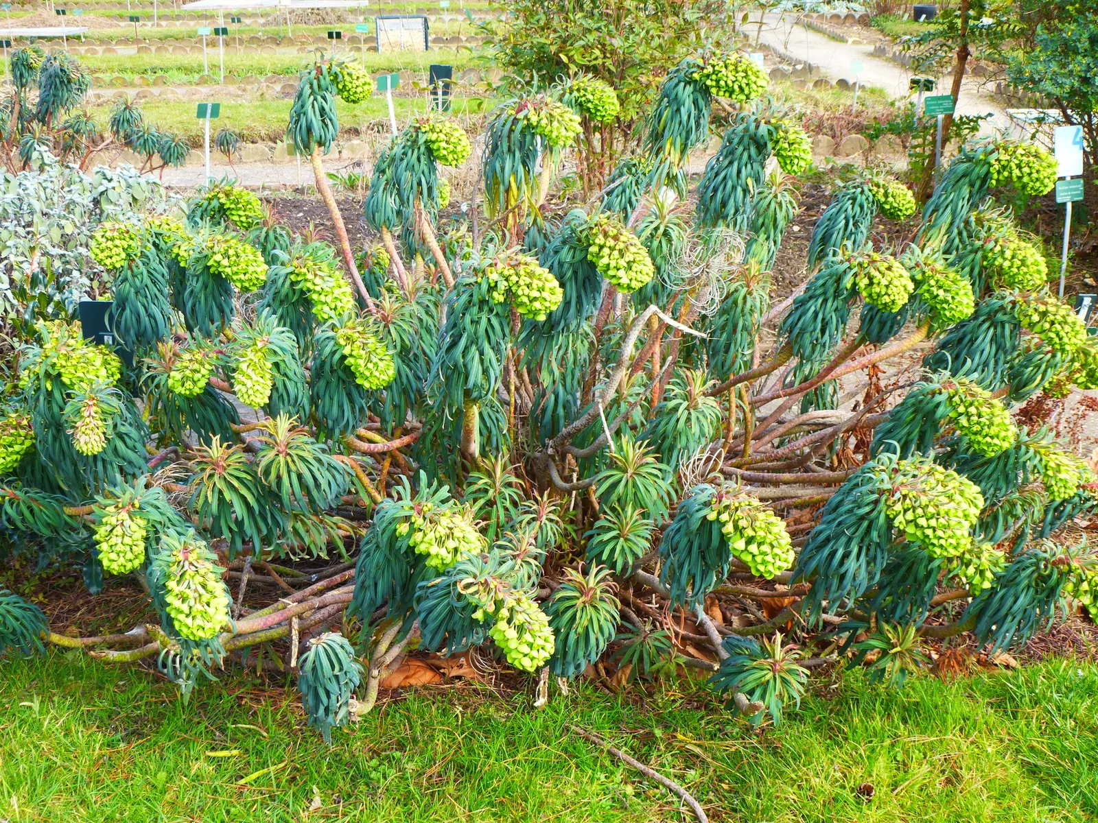Yellow Bush Spurge (Euphorbia Characias Wulfenii) — Pair the Yellow Bush Spurge with other sun-loving