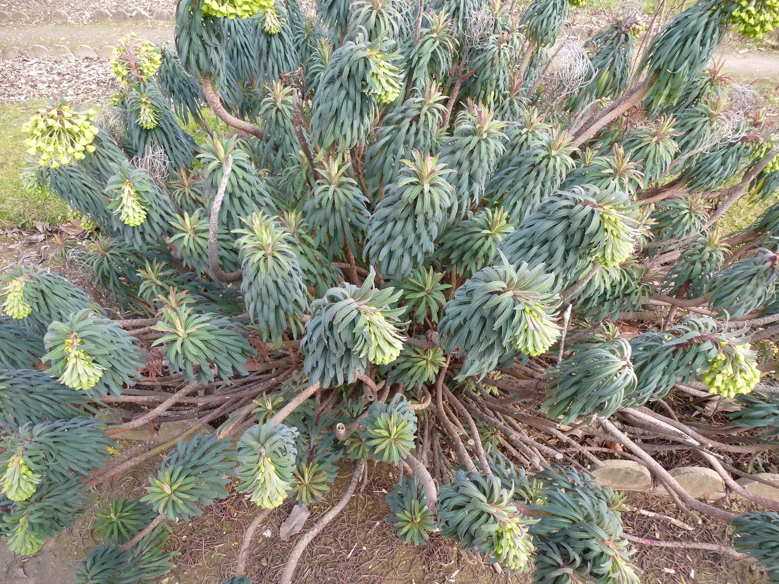 Yellow Bush Spurge (Euphorbia Characias Wulfenii) — low-maintenance companions like lavender or ornamental grasses to create an eye-catching