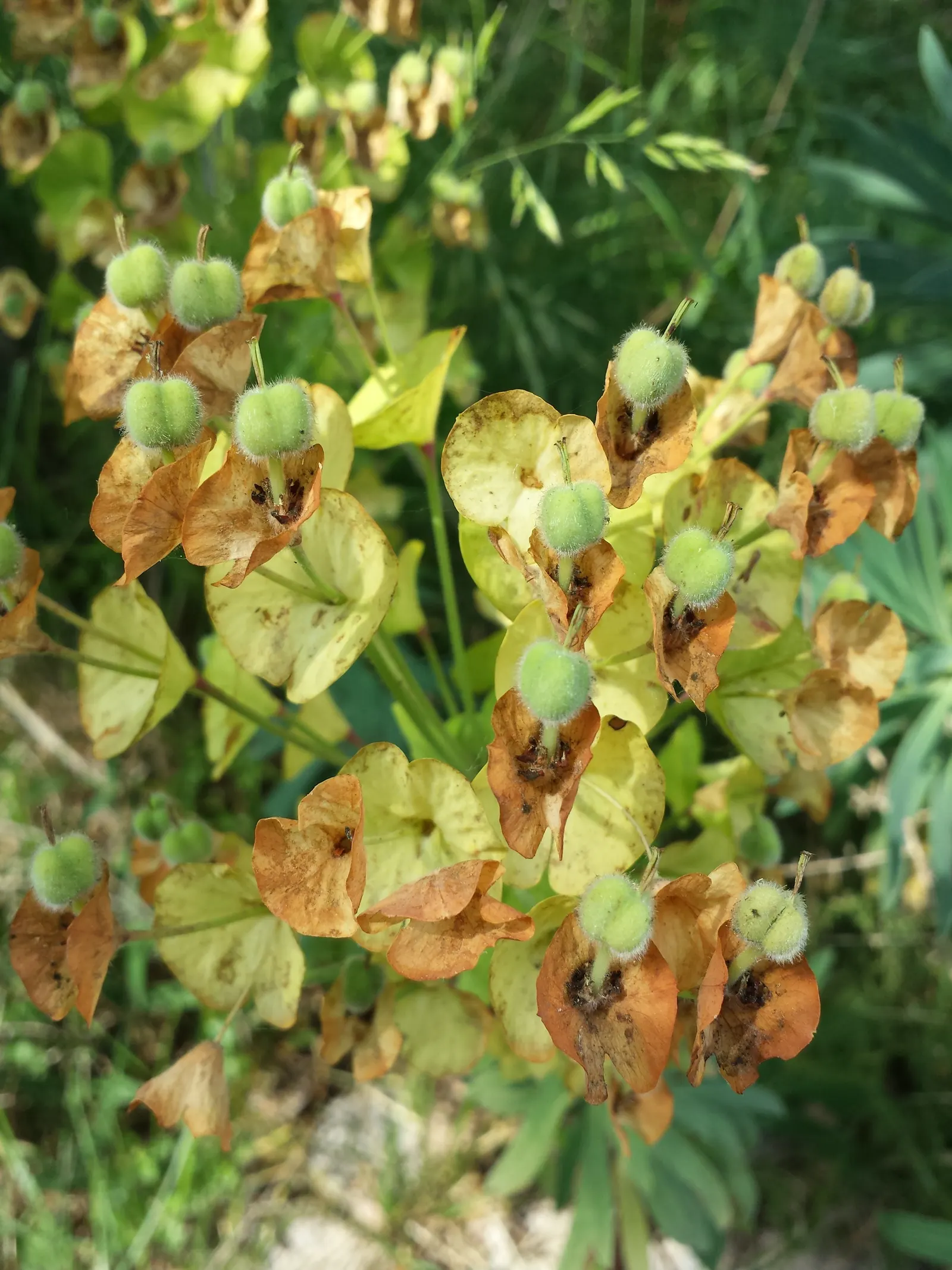 Yellow Bush Spurge (Euphorbia Characias Wulfenii) — making it an excellent choice for drought-tolerant gardens and xeriscaping plans