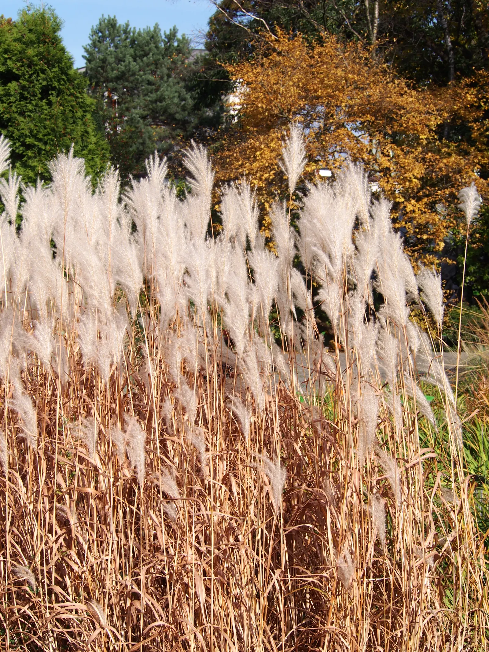 Amur Or Silver Banner Grass (Miscanthus Sacchariflorus) — It is hardy in USDA zones 4 through 9