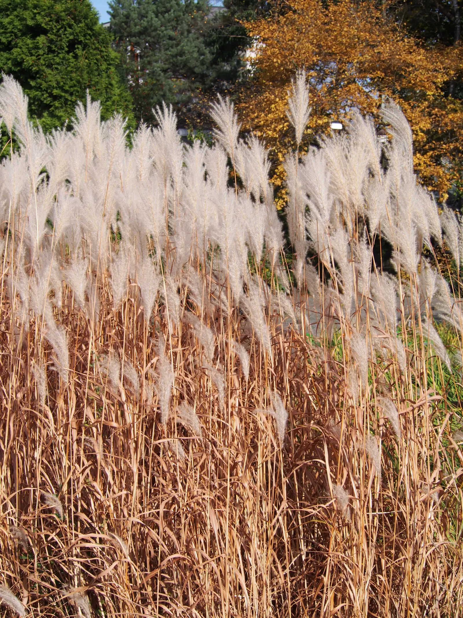 Amur Or Silver Banner Grass (Miscanthus Sacchariflorus) — or as a naturalistic drift in larger landscapes