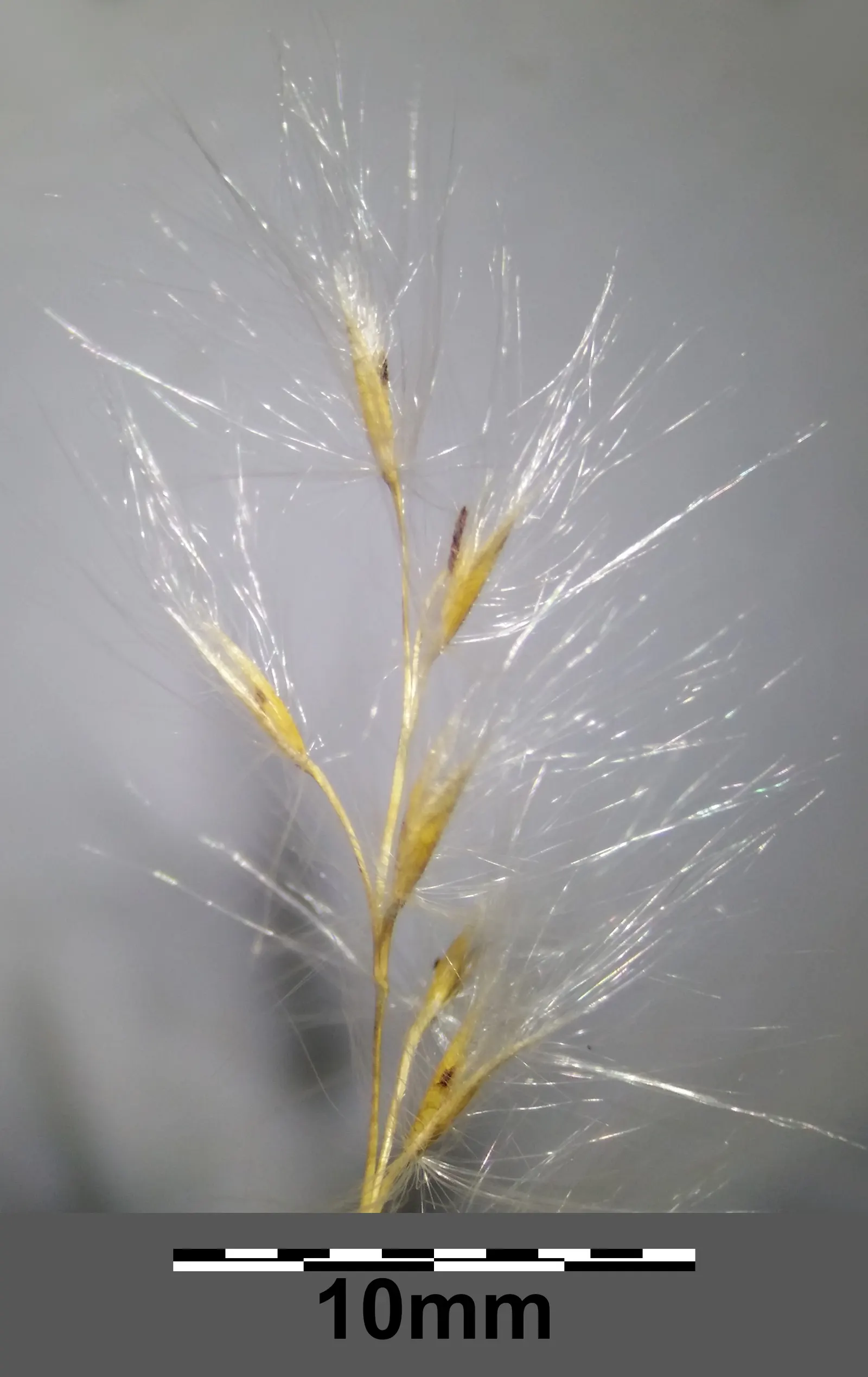 Amur Or Silver Banner Grass (Miscanthus Sacchariflorus) — which turns to attractive shades of yellow and beige as it enters dormancy in the fall