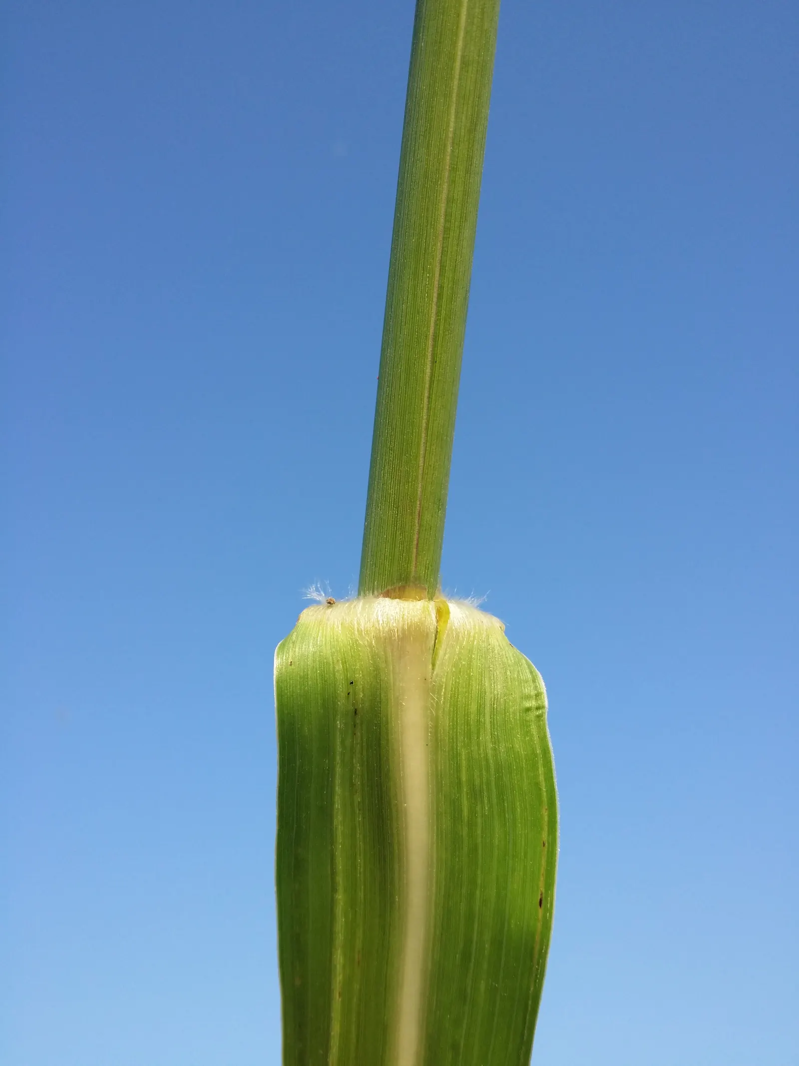 Amur Or Silver Banner Grass (Miscanthus Sacchariflorus) — \n\n(Note: Measurements provided are in imperial units as specified.); a backdrop for other perennials
