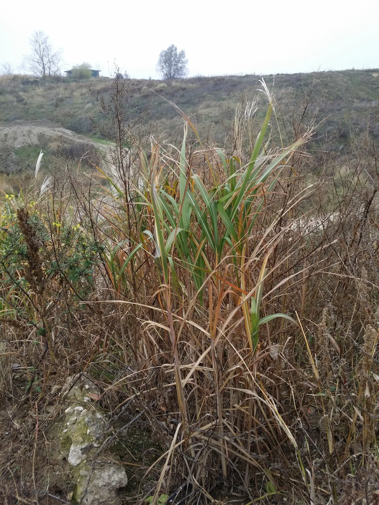 Amur Or Silver Banner Grass (Miscanthus Sacchariflorus) — although it does best in moist