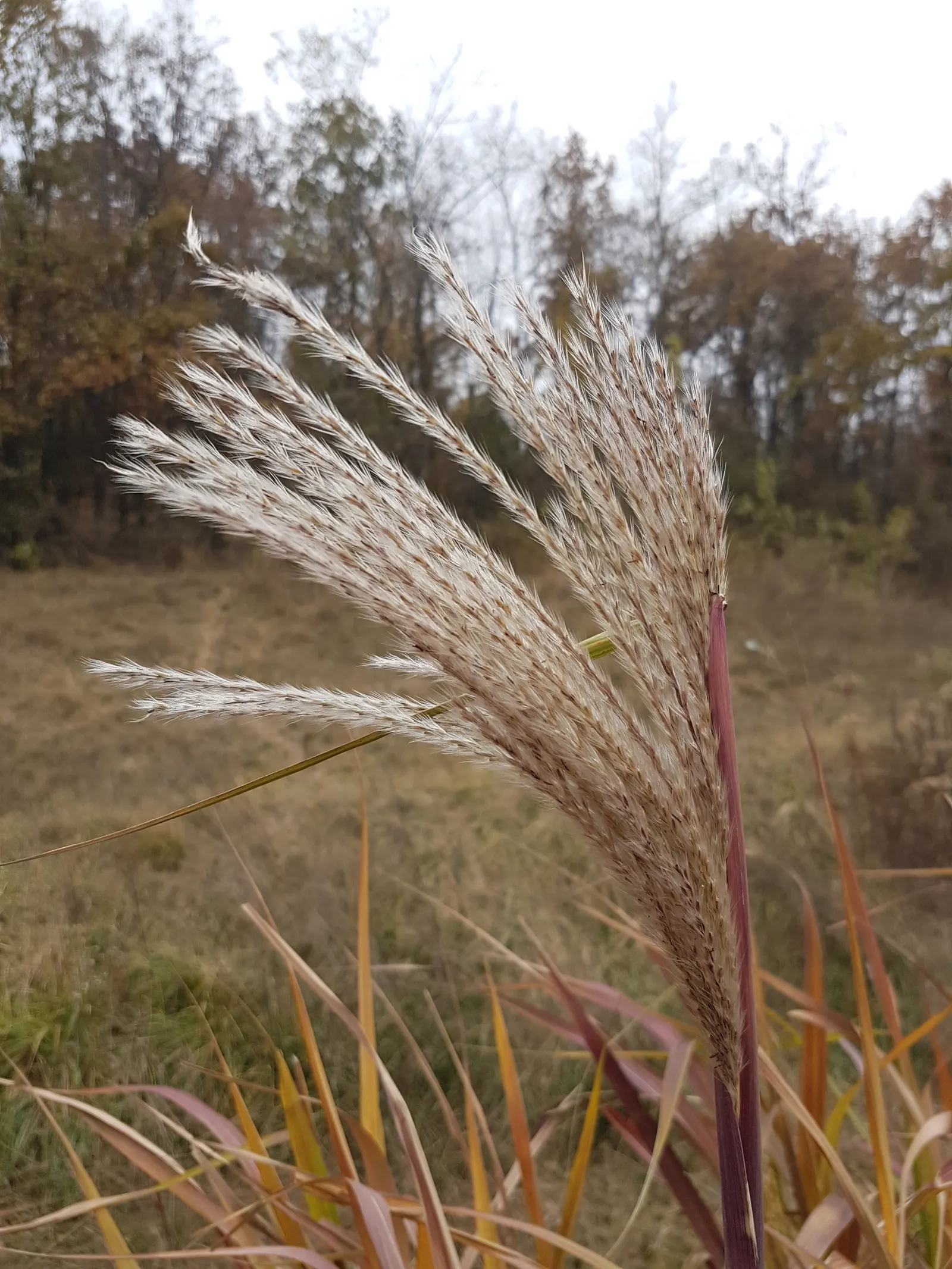 Amur Or Silver Banner Grass (Miscanthus Sacchariflorus) — commonly known as Amur or Silver Banner Grass