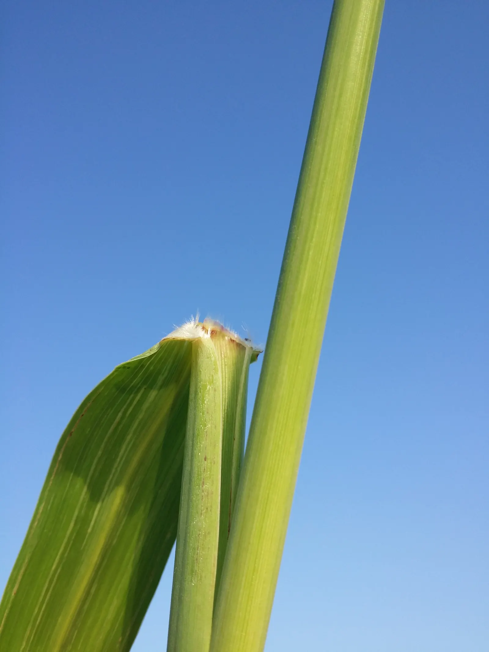 Amur Or Silver Banner Grass (Miscanthus Sacchariflorus) — commonly known as Amur or Silver Banner Grass; is a robust perennial grass that adds a dramatic flair