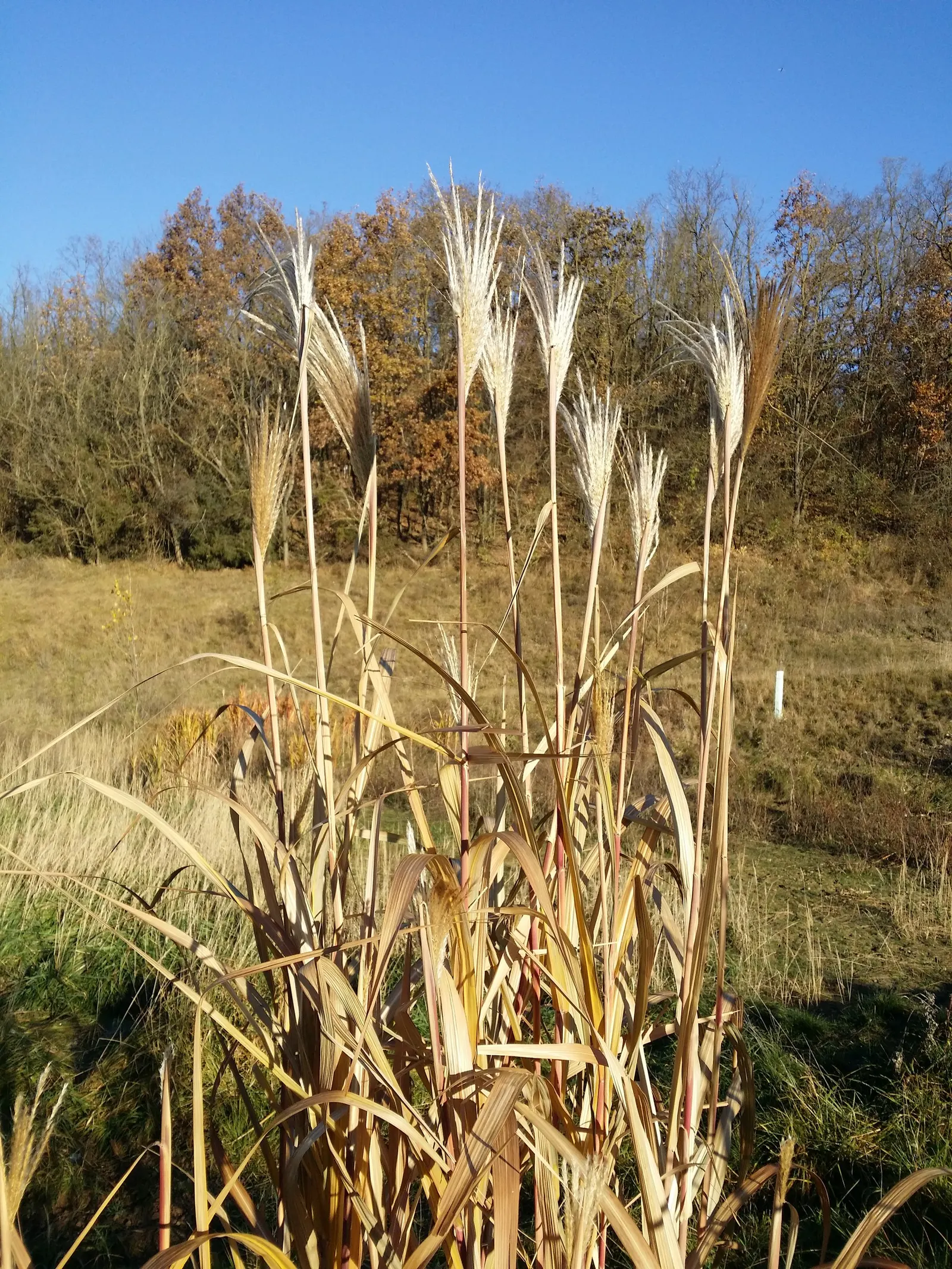 Amur Or Silver Banner Grass (Miscanthus Sacchariflorus) — making it suitable for areas where its vigor can be appreciated without concern for invasiveness