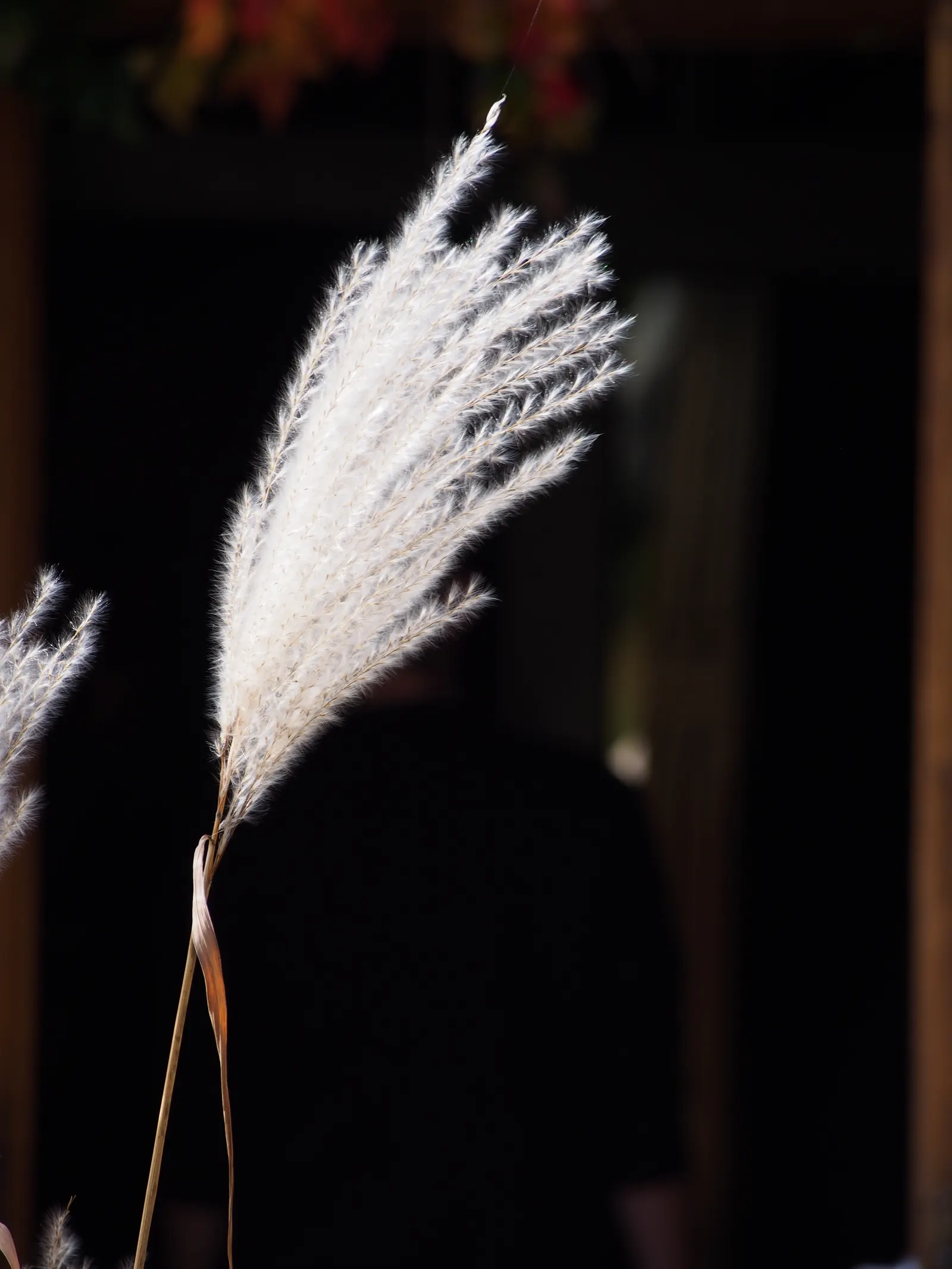 Amur Or Silver Banner Grass (Miscanthus Sacchariflorus) — arching foliage is a bright green hue during the growing season