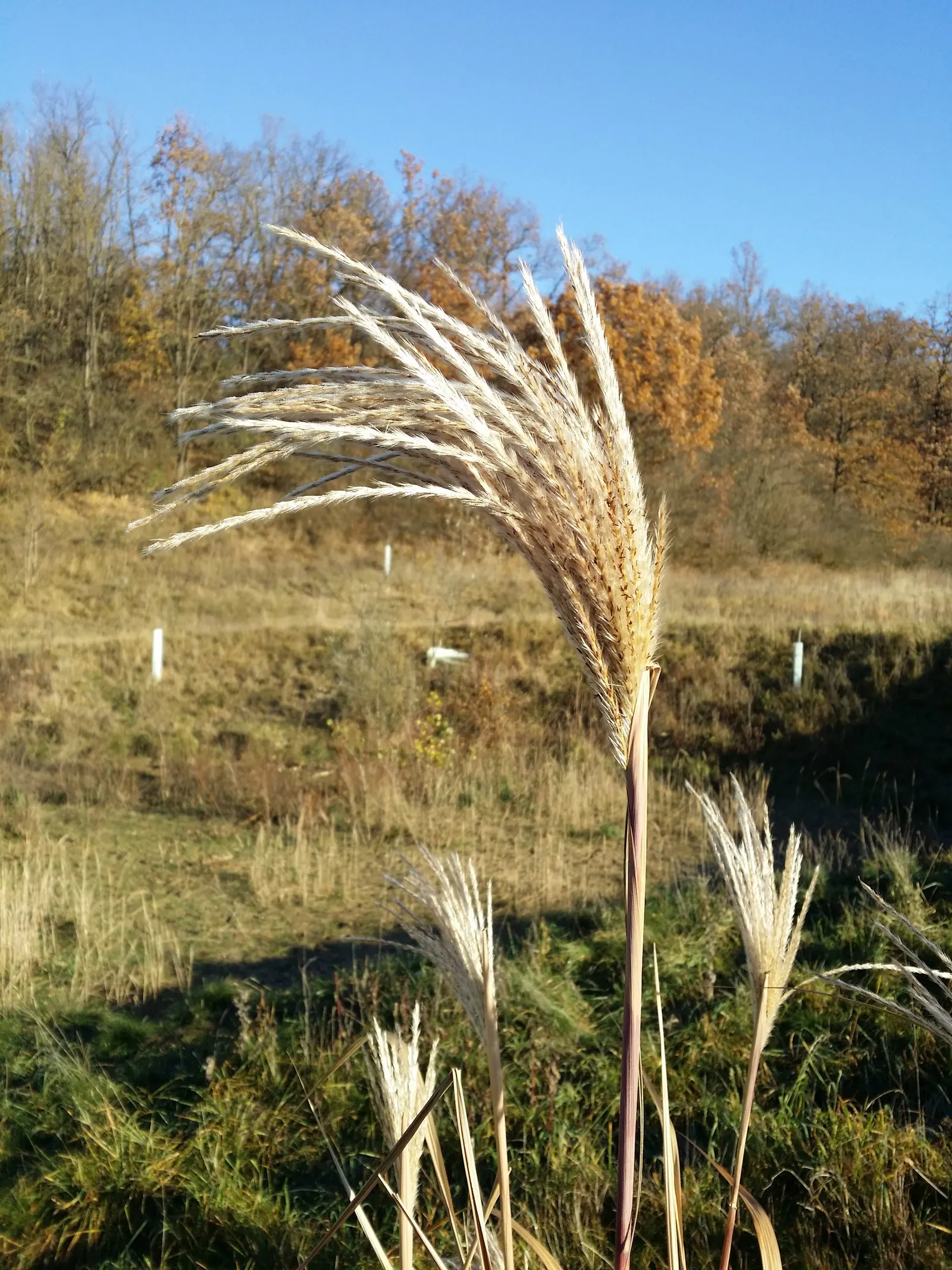 Amur Or Silver Banner Grass (Miscanthus Sacchariflorus) — Originating from the regions near the Amur River between China and Russia