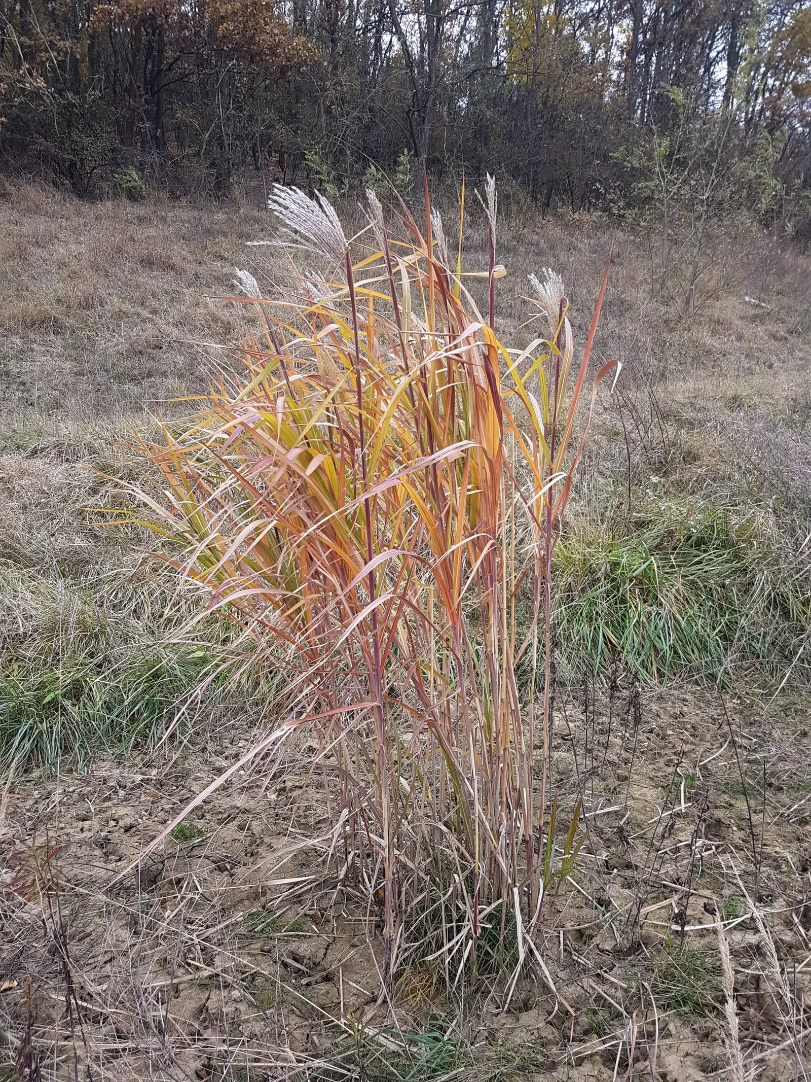 Amur Or Silver Banner Grass (Miscanthus Sacchariflorus) — white flowers in the garden