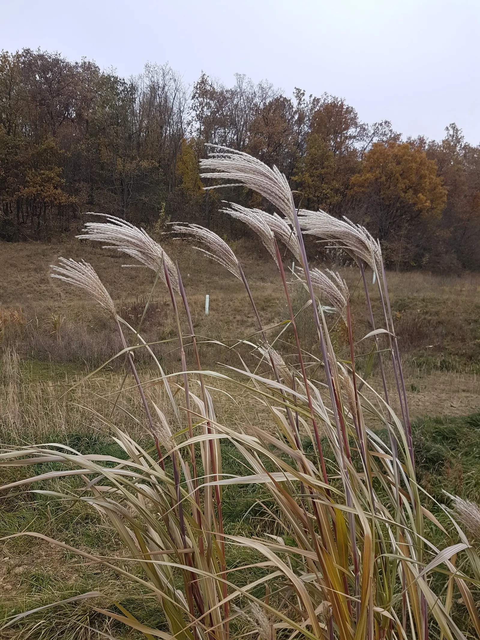 Amur Or Silver Banner Grass (Miscanthus Sacchariflorus) — The plumes transition from a pinkish hue to a silvery-white as they mature