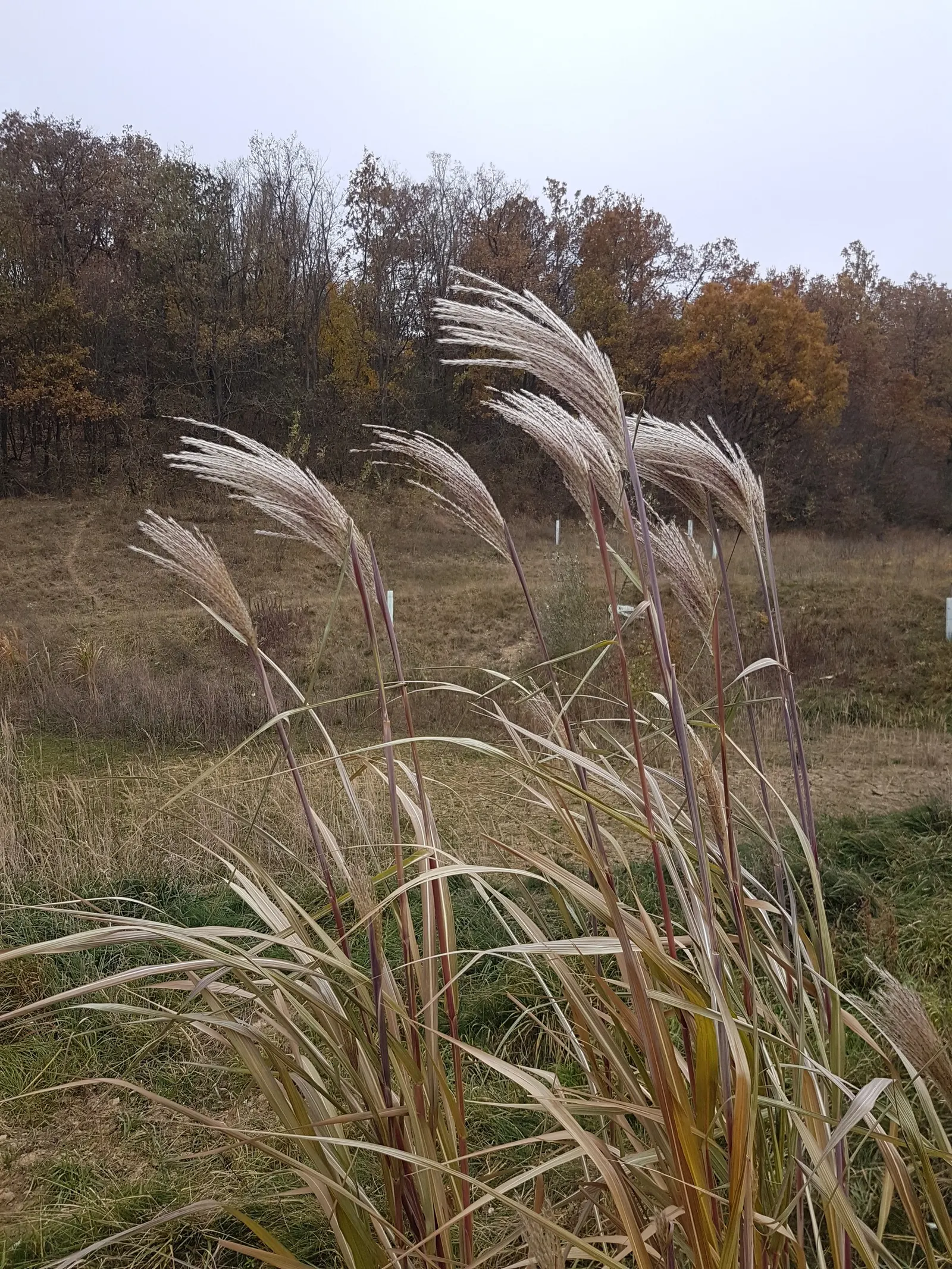 Amur Or Silver Banner Grass (Miscanthus Sacchariflorus) — This deciduous grass is known for its feathery flower plumes that emerge in late summer to early fall