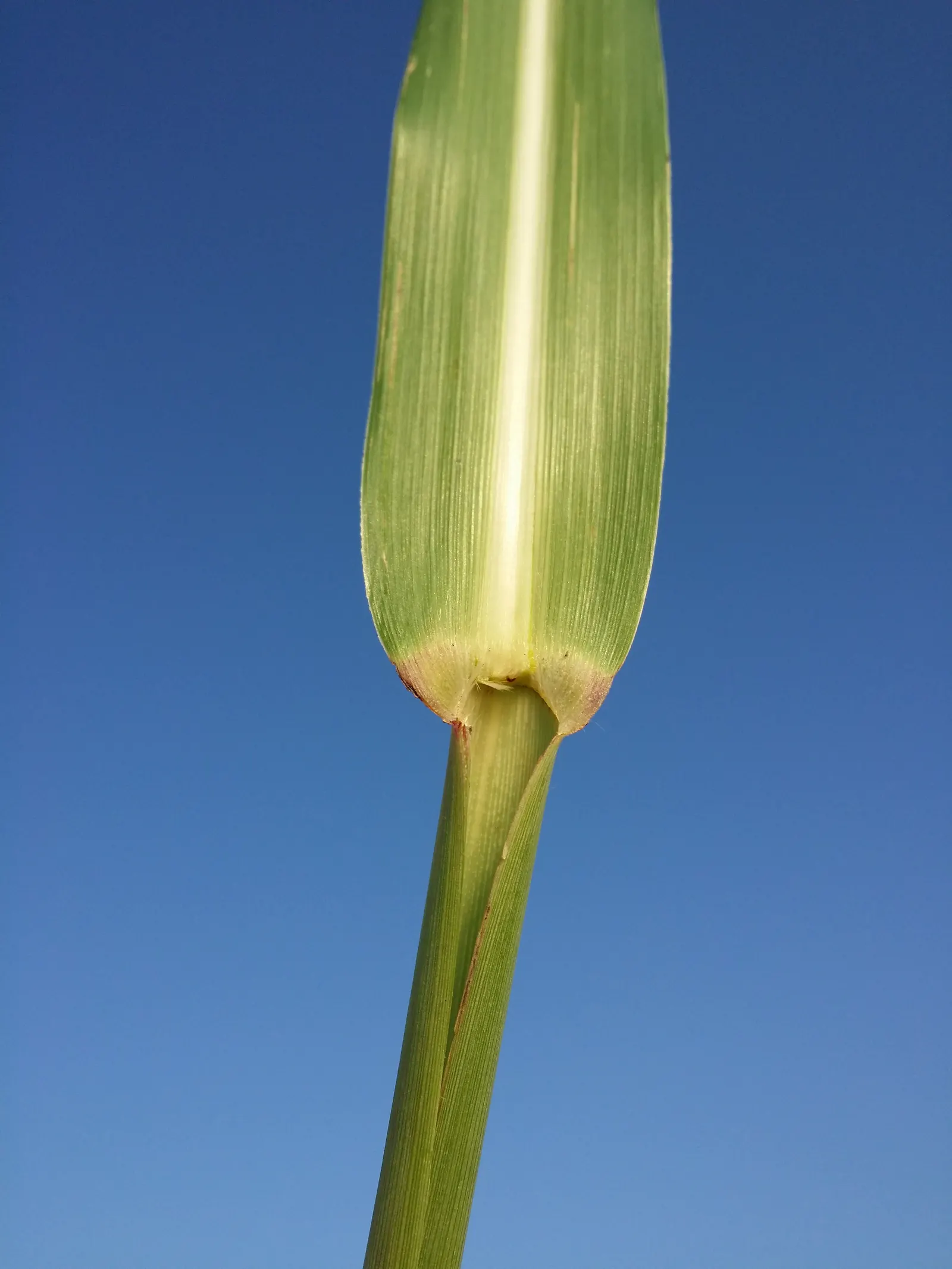 Amur Or Silver Banner Grass (Miscanthus Sacchariflorus) — making it a commanding presence in the garden.<br><br>Its broad