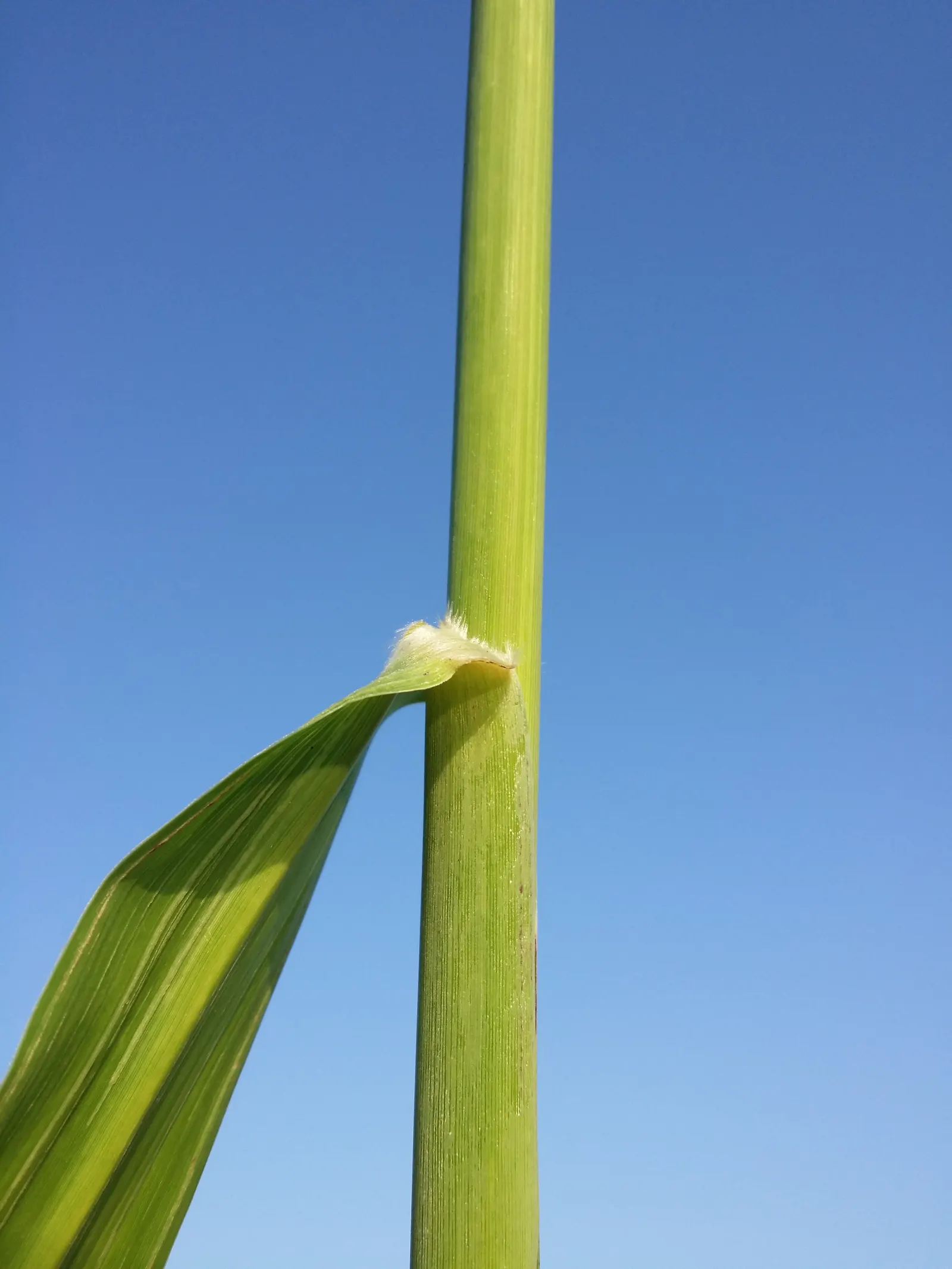 Amur Or Silver Banner Grass (Miscanthus Sacchariflorus) — \n\n(Note: Measurements provided are in imperial units as specified.)