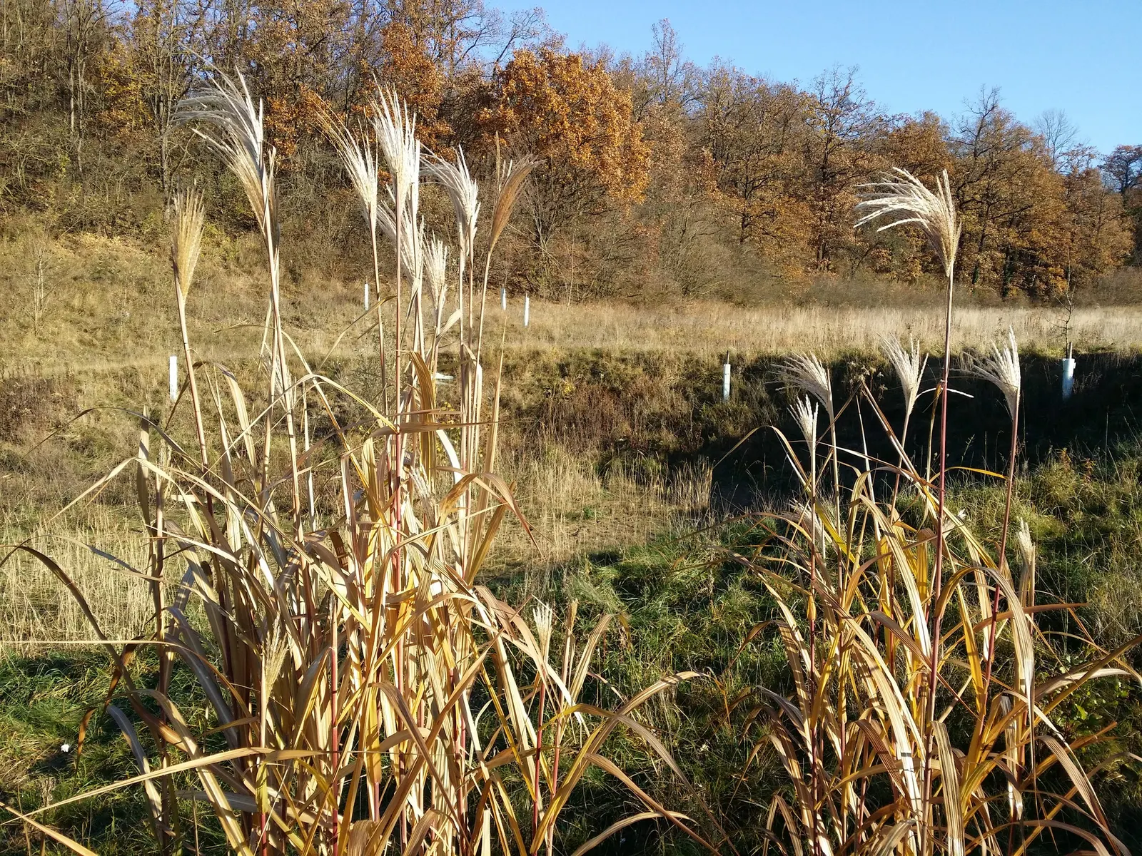 Amur Or Silver Banner Grass (Miscanthus Sacchariflorus) — grass with white blooms
