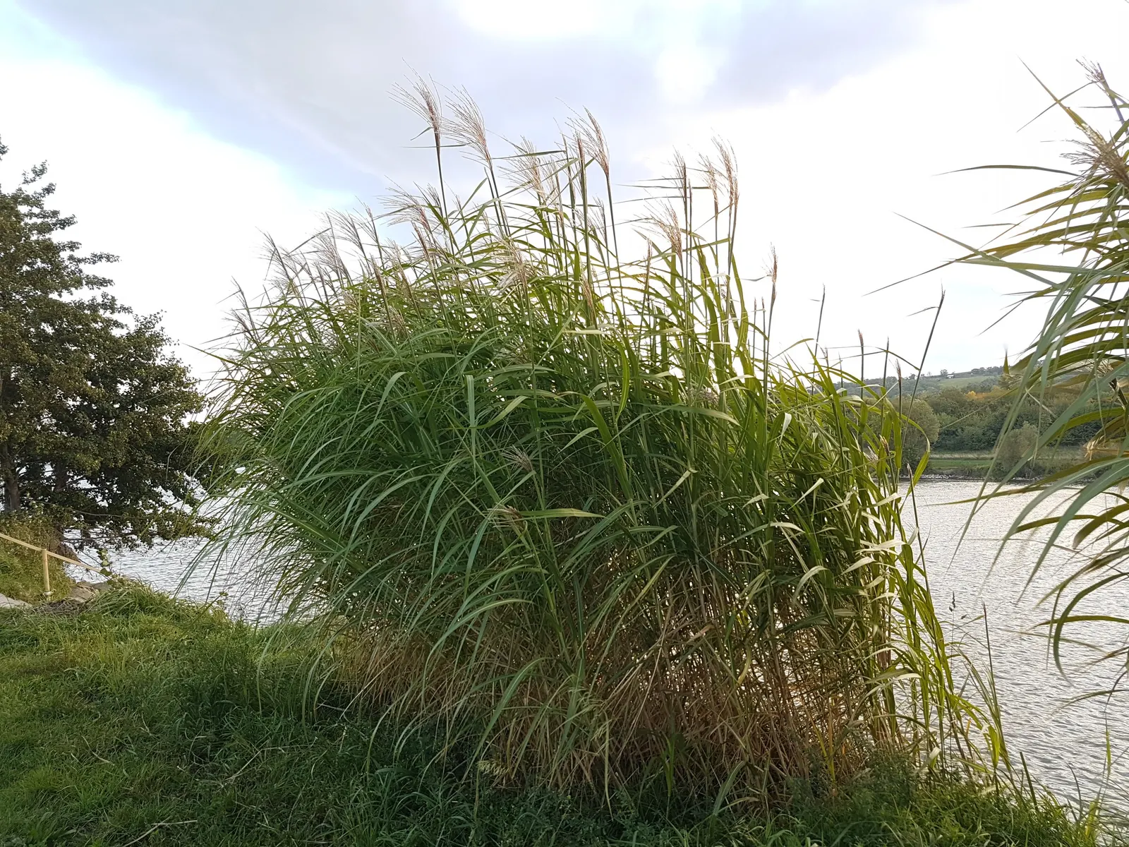 Amur Or Silver Banner Grass (Miscanthus Sacchariflorus) — is a robust perennial grass that adds a dramatic flair to landscape designs; commonly known as Amur