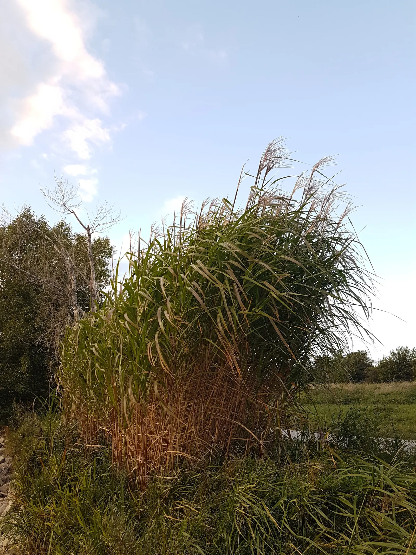 Amur Or Silver Banner Grass (Miscanthus Sacchariflorus) — a backdrop for other perennials