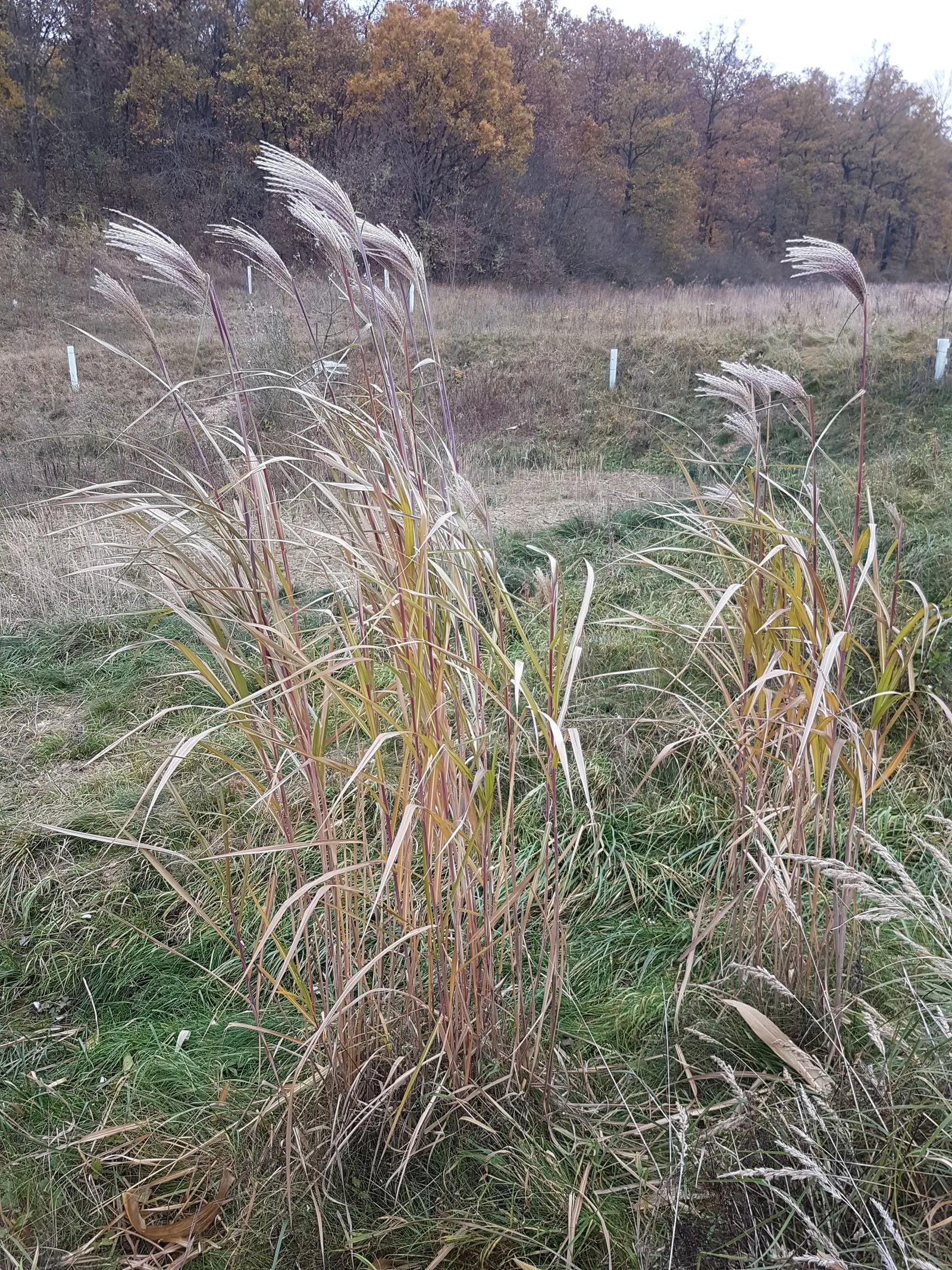 Amur Or Silver Banner Grass (Miscanthus Sacchariflorus) — textural contrast to the landscape